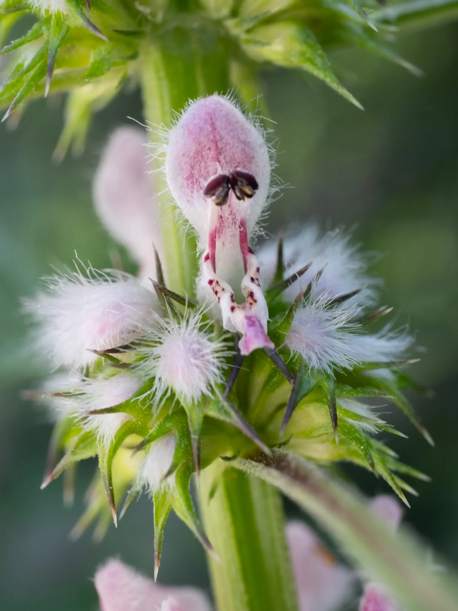 Motherwort (Leonurus Cardiaca) — This hardy plant features lobed leaves and pink to lilac flowers on tall stalks