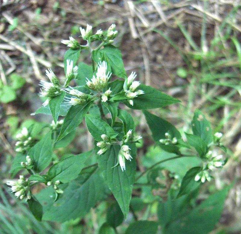 Motherwort (Leonurus Cardiaca) — herb / perennial with multi-colored and purple blooms; this hardy plant is also remarkably low-maintenance, image 86