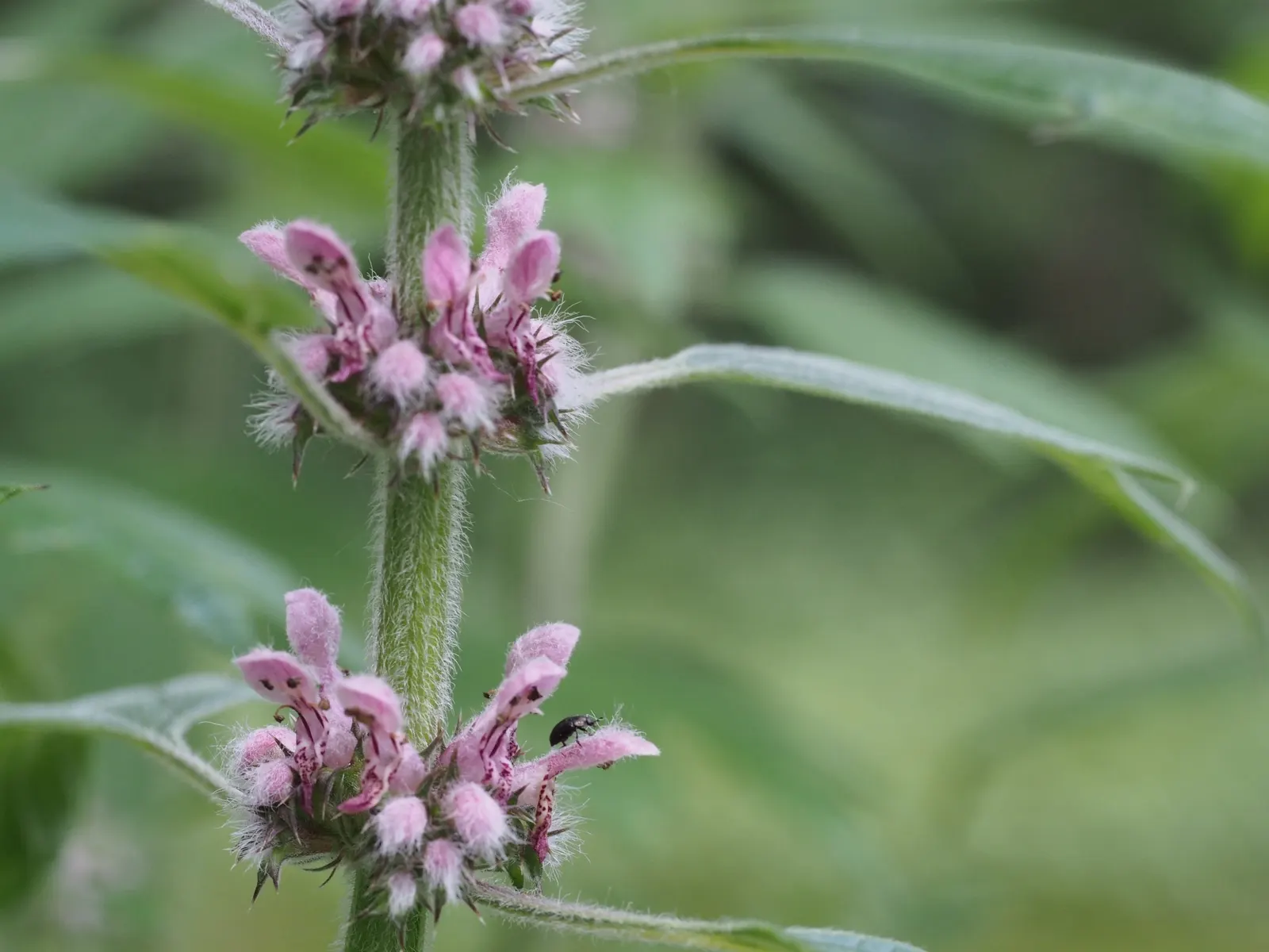 Motherwort (Leonurus Cardiaca) — it offers nectar for bees and beneficial insects from mid-summer to early fall; it can reach a mature height of 2 to 5 feet