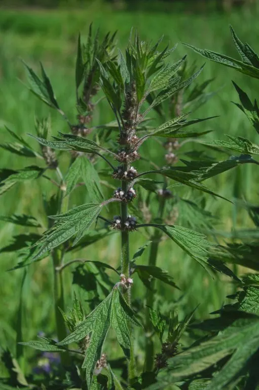 Motherwort (Leonurus Cardiaca) — This hardy plant is also remarkably low-maintenance; terminal flower clusters are highly attractive to pollinators such as
