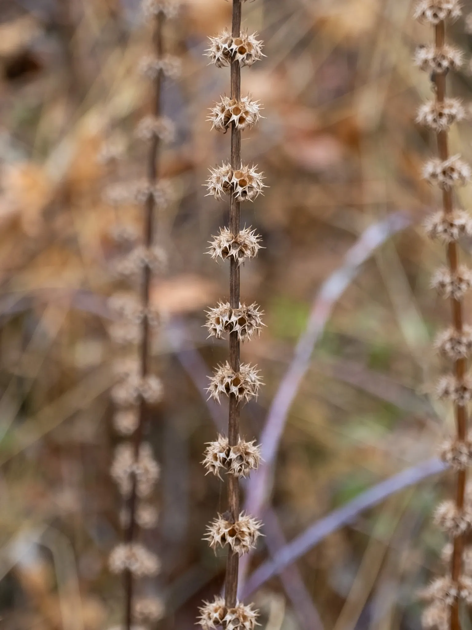 Motherwort (Leonurus Cardiaca) — Motherwort serves well as a background plant in perennial borders or in naturalized areas