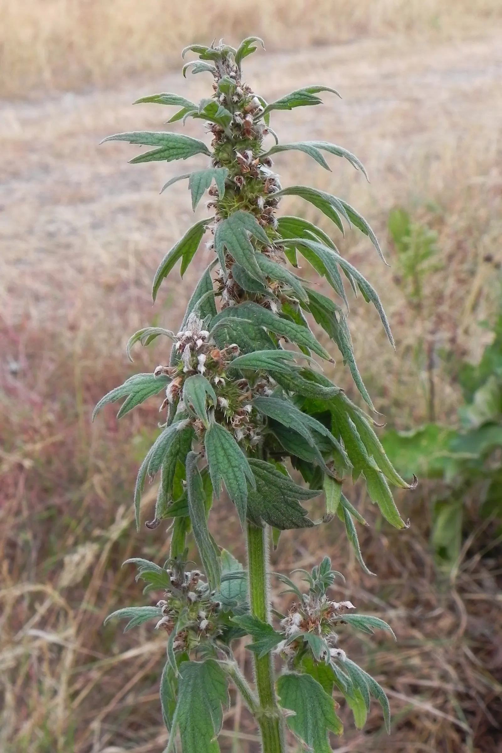 Motherwort (Leonurus Cardiaca) — Whether used for its aesthetic appeal or traditional uses; multi-colored and purple flowers in the garden, image 83