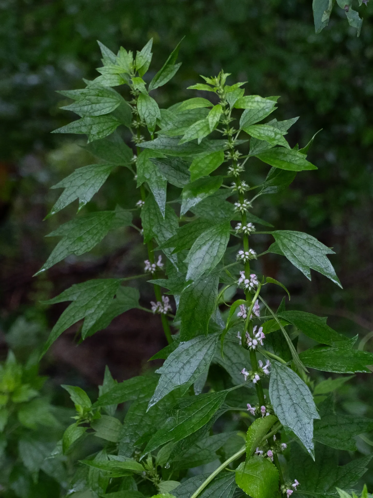 Motherwort (Leonurus Cardiaca) — including clay and loam.<br><br>Flowering occurs from June to August; motherwort (Leonurus cardiaca) is a herbaceous perennial