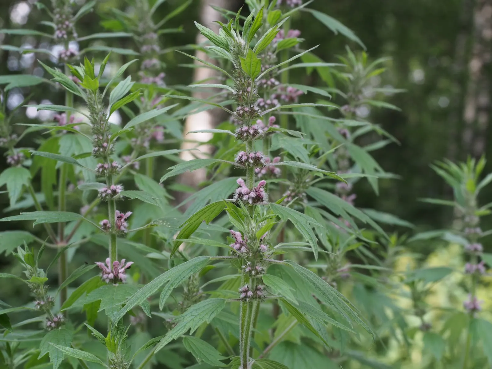 Motherwort (Leonurus Cardiaca) — Motherwort is a fascinating addition to the sustainable garden; ideal for naturalistic or wildlife gardens