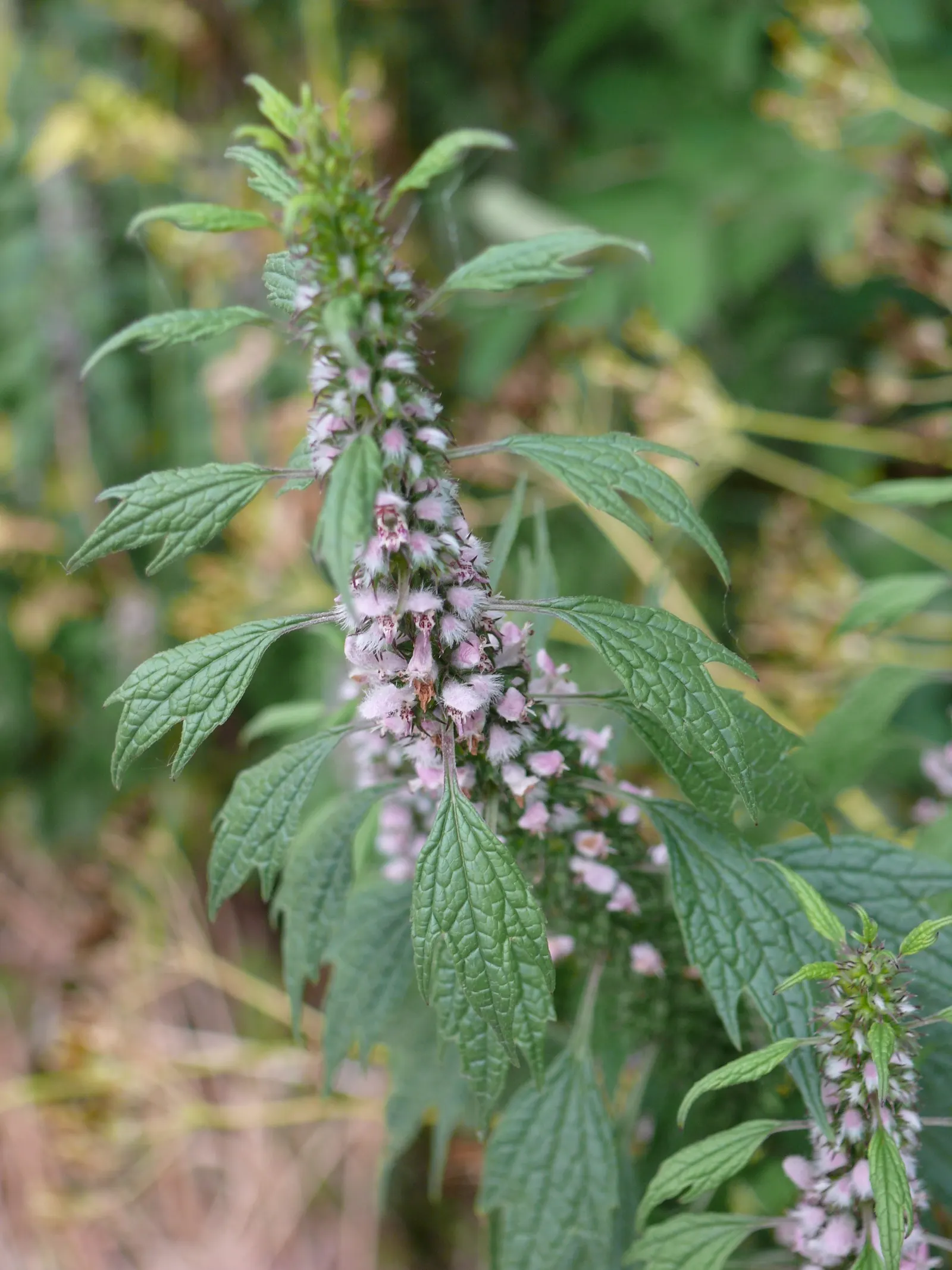 Motherwort (Leonurus Cardiaca) — Motherwort (Leonurus cardiaca) is a herbaceous perennial valued for its medicinal properties; it thrives in USDA, image 59