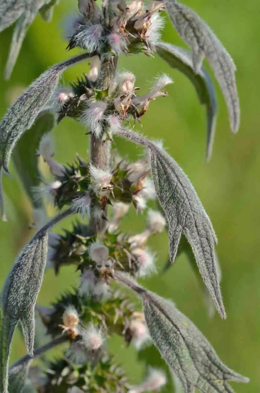 Motherwort (Leonurus Cardiaca) — Motherwort (Leonurus cardiaca) is a perennial herbaceous plant known for its medicinal and ornamental value, image 65