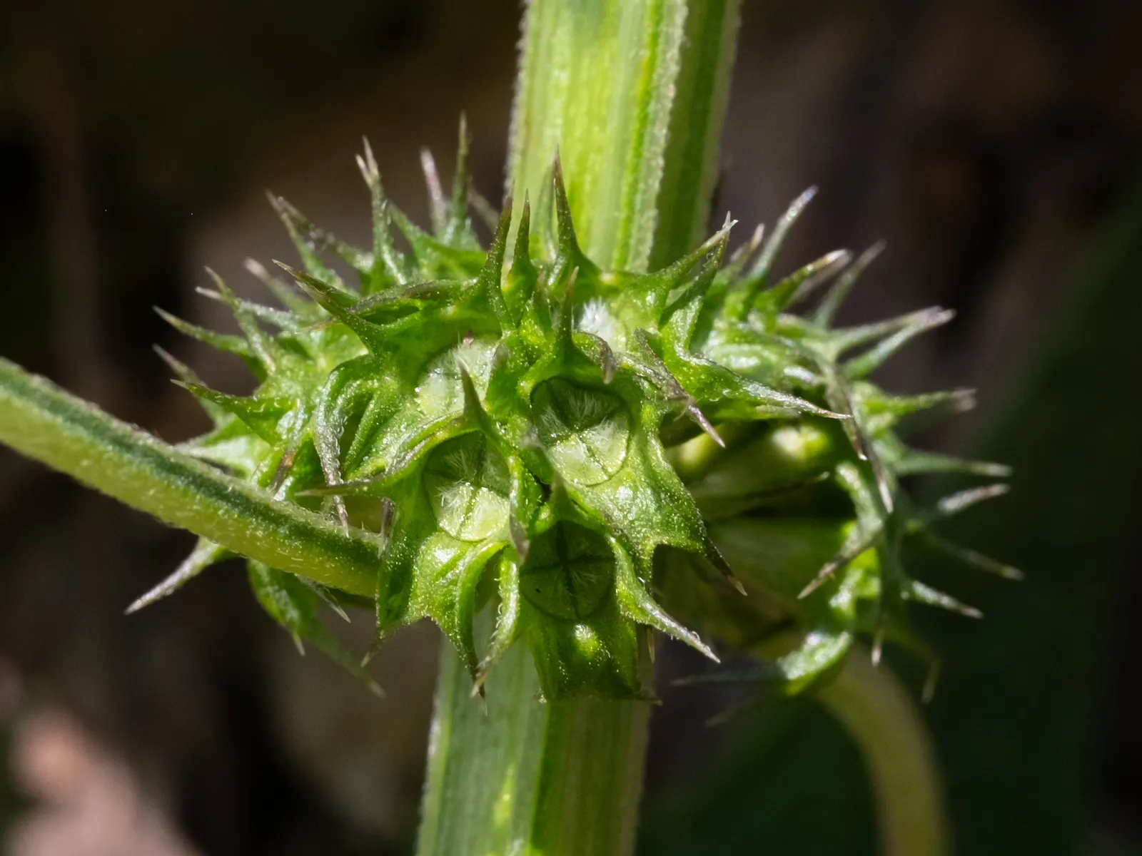 Motherwort (Leonurus Cardiaca) — adding ecological value to your landscape