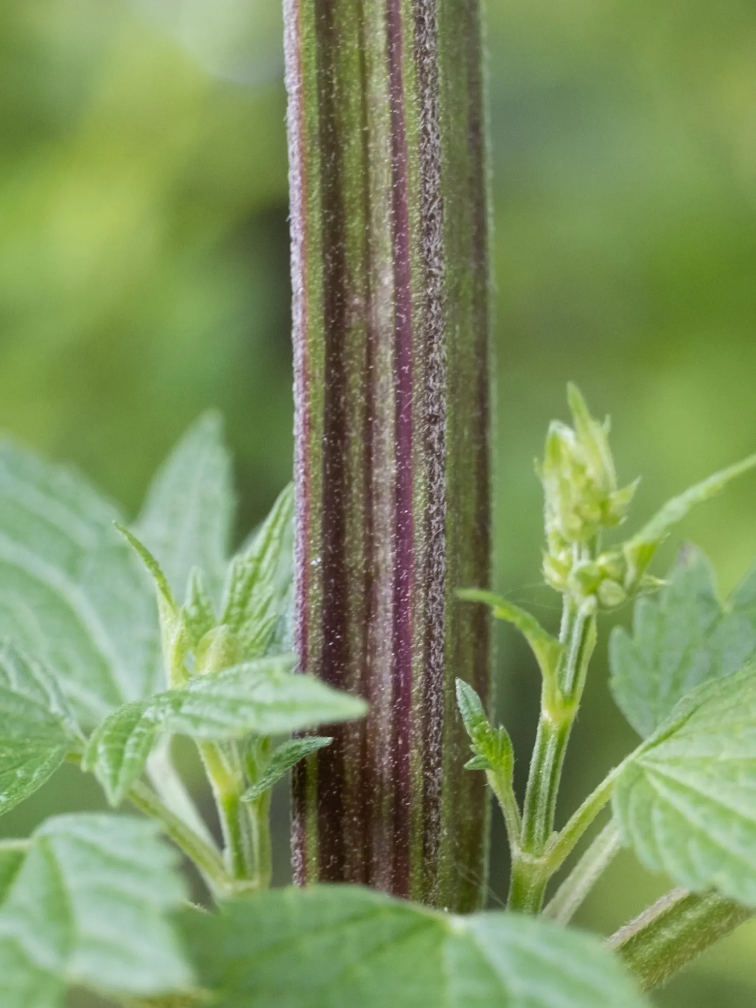 Motherwort (Leonurus Cardiaca) — Motherwort (Leonurus cardiaca) is a herbaceous perennial valued for its medicinal properties; it thrives in USDA zones 4-8