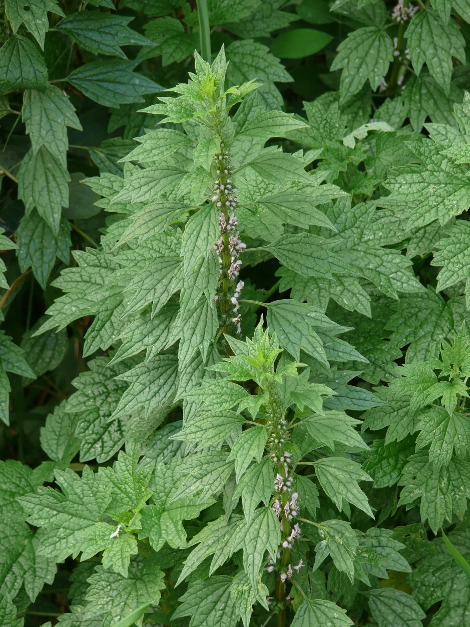 Motherwort (Leonurus Cardiaca) — herb / perennial for full; motherwort is a fascinating addition to the sustainable garden, image 87