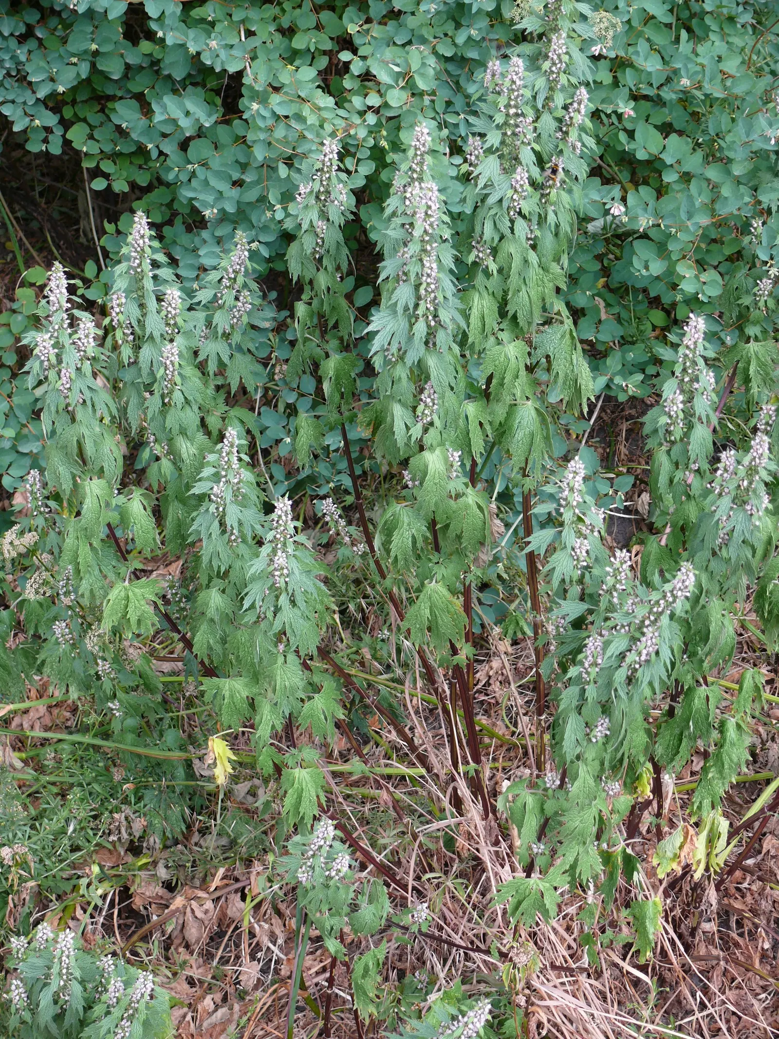 Motherwort (Leonurus Cardiaca) — Motherwort serves well as a background plant in perennial borders or in naturalized areas; herb / perennial for, image 75