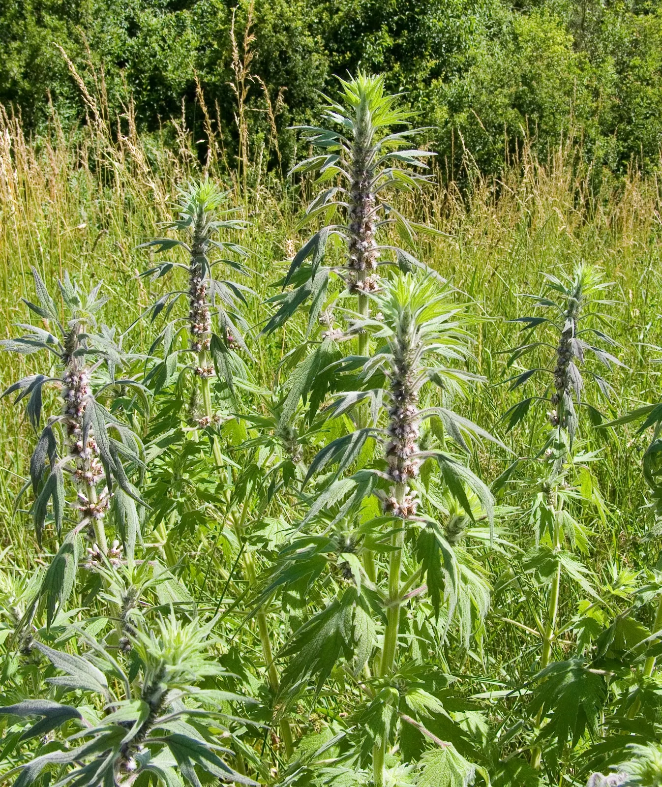Motherwort (Leonurus Cardiaca) — Motherwort has a tendency to self-seed; motherwort has been used historically in herbal medicine