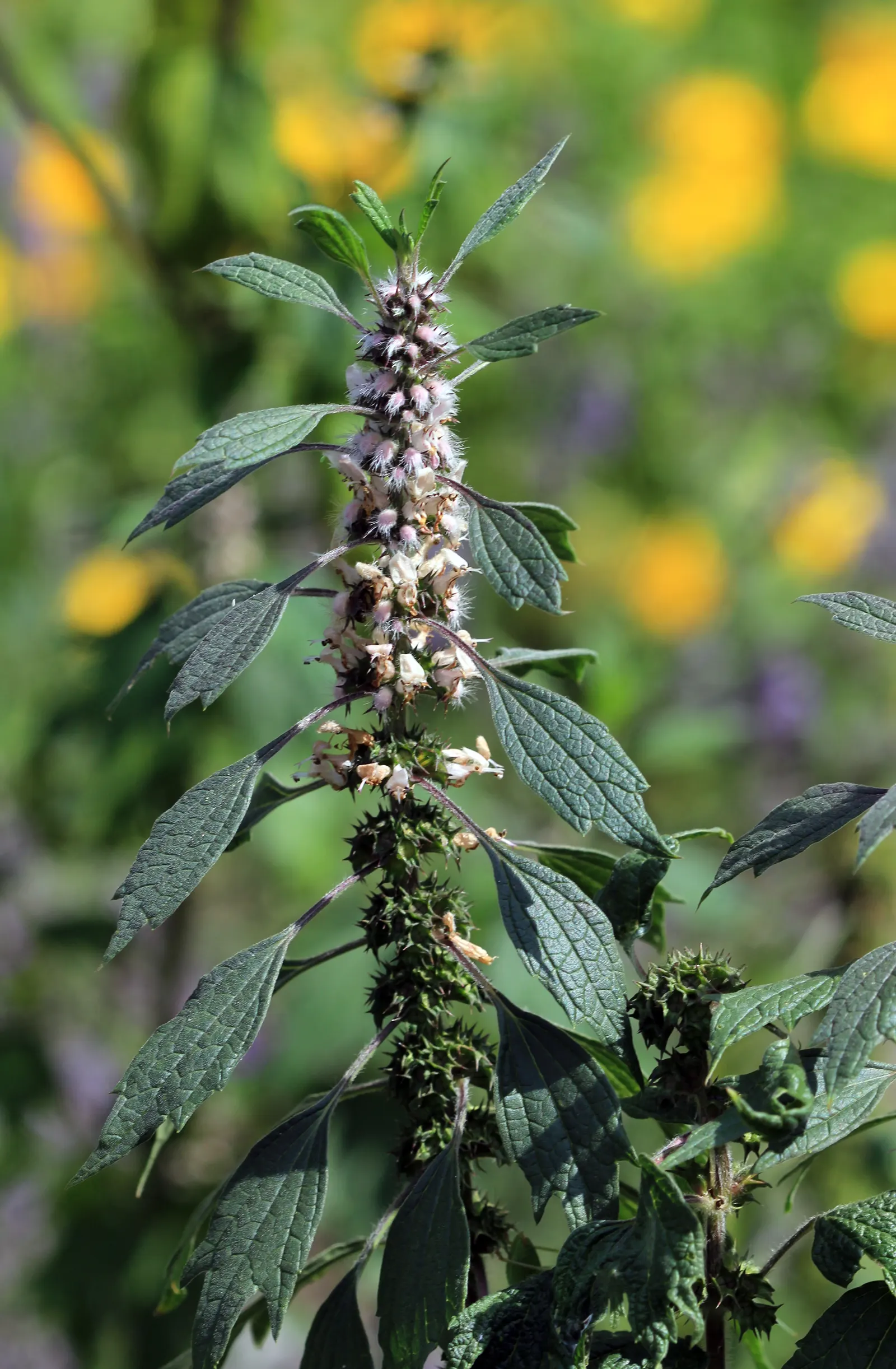 Motherwort (Leonurus Cardiaca) — it offers nectar for bees and beneficial insects from mid-summer to early fall; it can reach a mature height of 2, image 64
