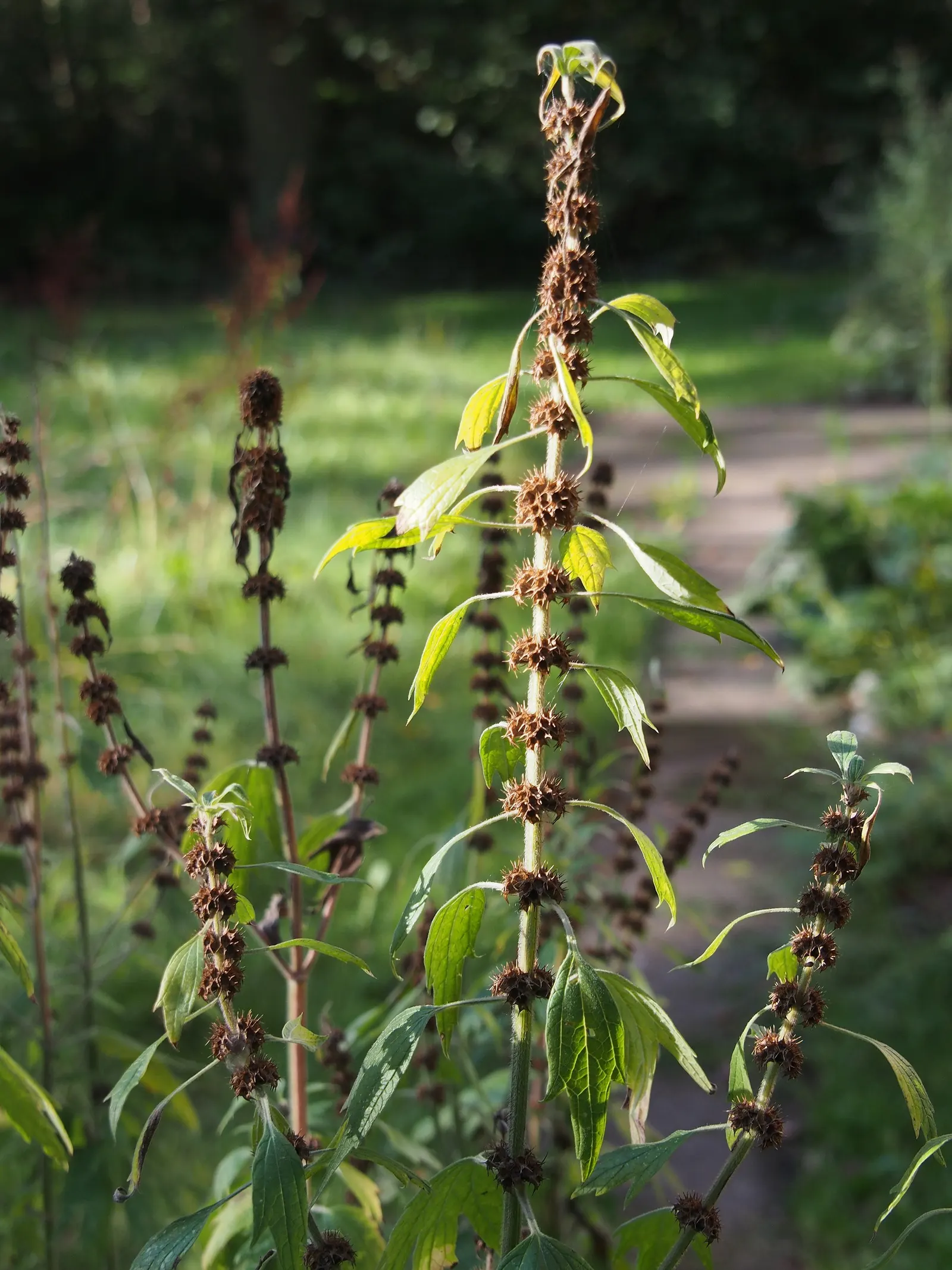 Motherwort (Leonurus Cardiaca) — Be mindful that Motherwort can be invasive in some areas, so check local guidelines before planting