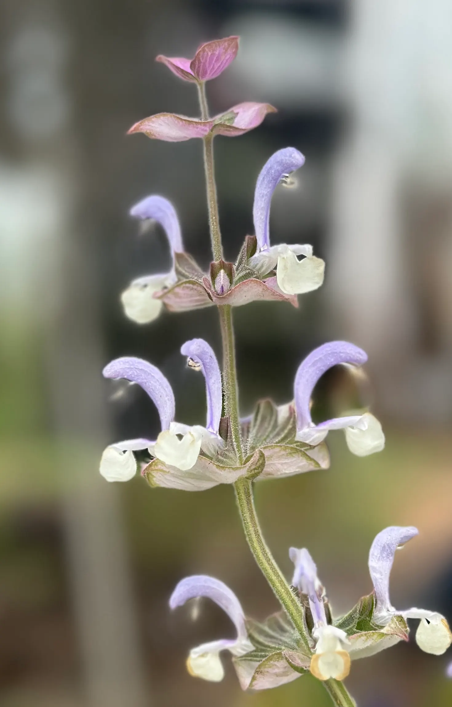Motherwort (Leonurus Cardiaca) — adding ecological value to your landscape, image 73