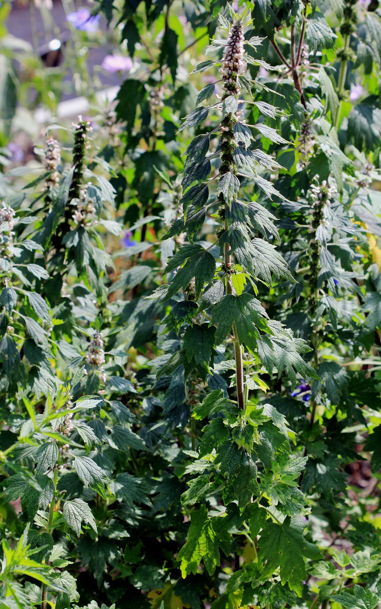 Motherwort (Leonurus Cardiaca) — terminal flower clusters are highly attractive to pollinators such as bees and butterflies; treasured for its, image 72