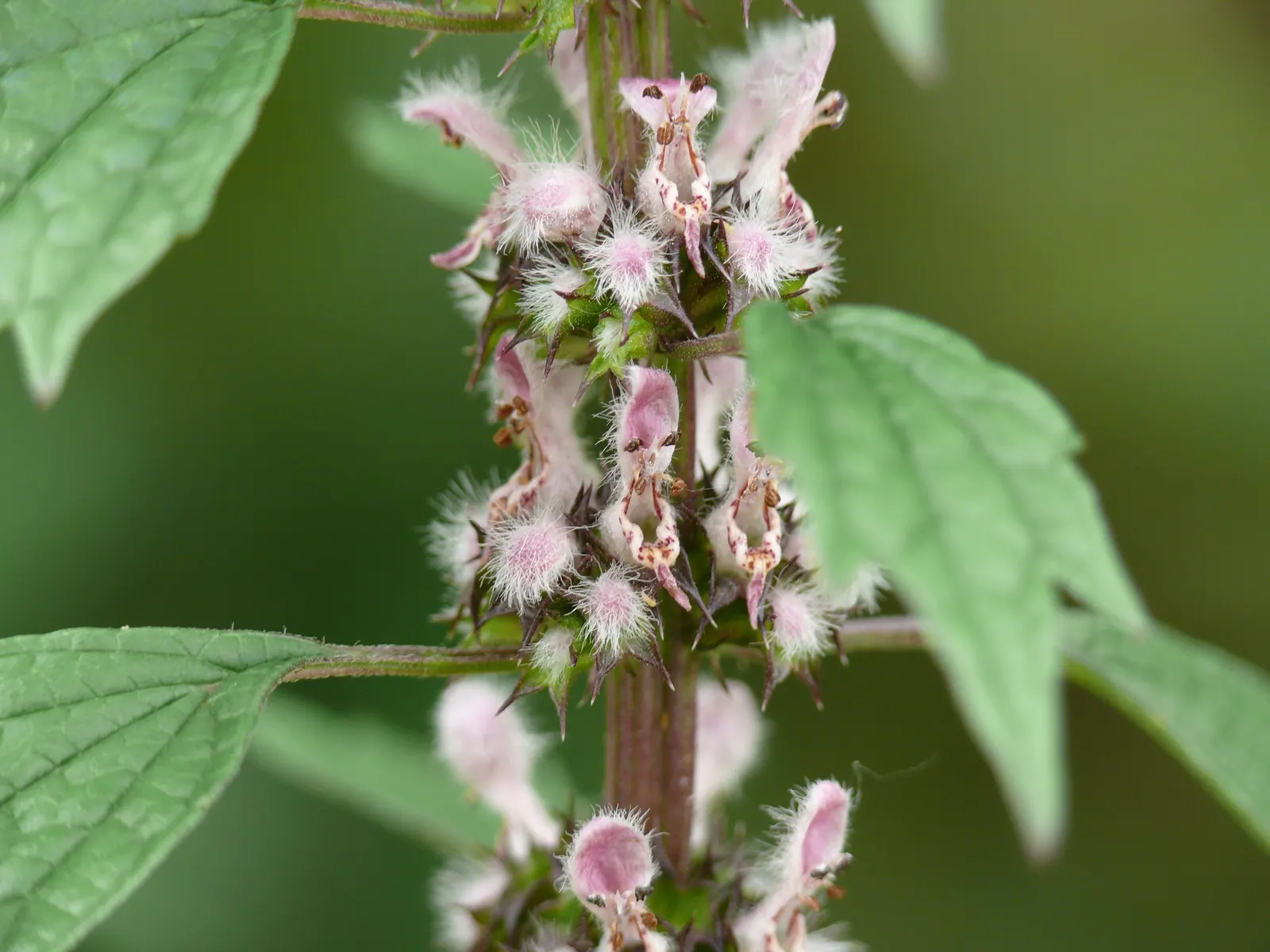 Motherwort (Leonurus Cardiaca) — herb / perennial for full; motherwort is a fascinating addition to the sustainable garden
