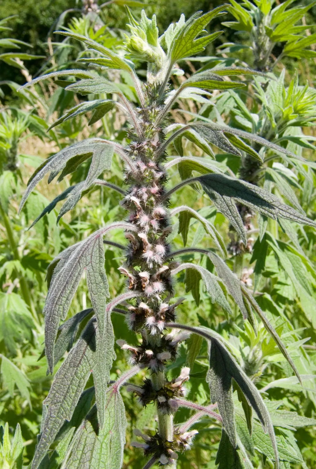 Motherwort (Leonurus Cardiaca) — particularly for heart-related conditions; including clay and loam.<br><br>Flowering occurs from June to August
