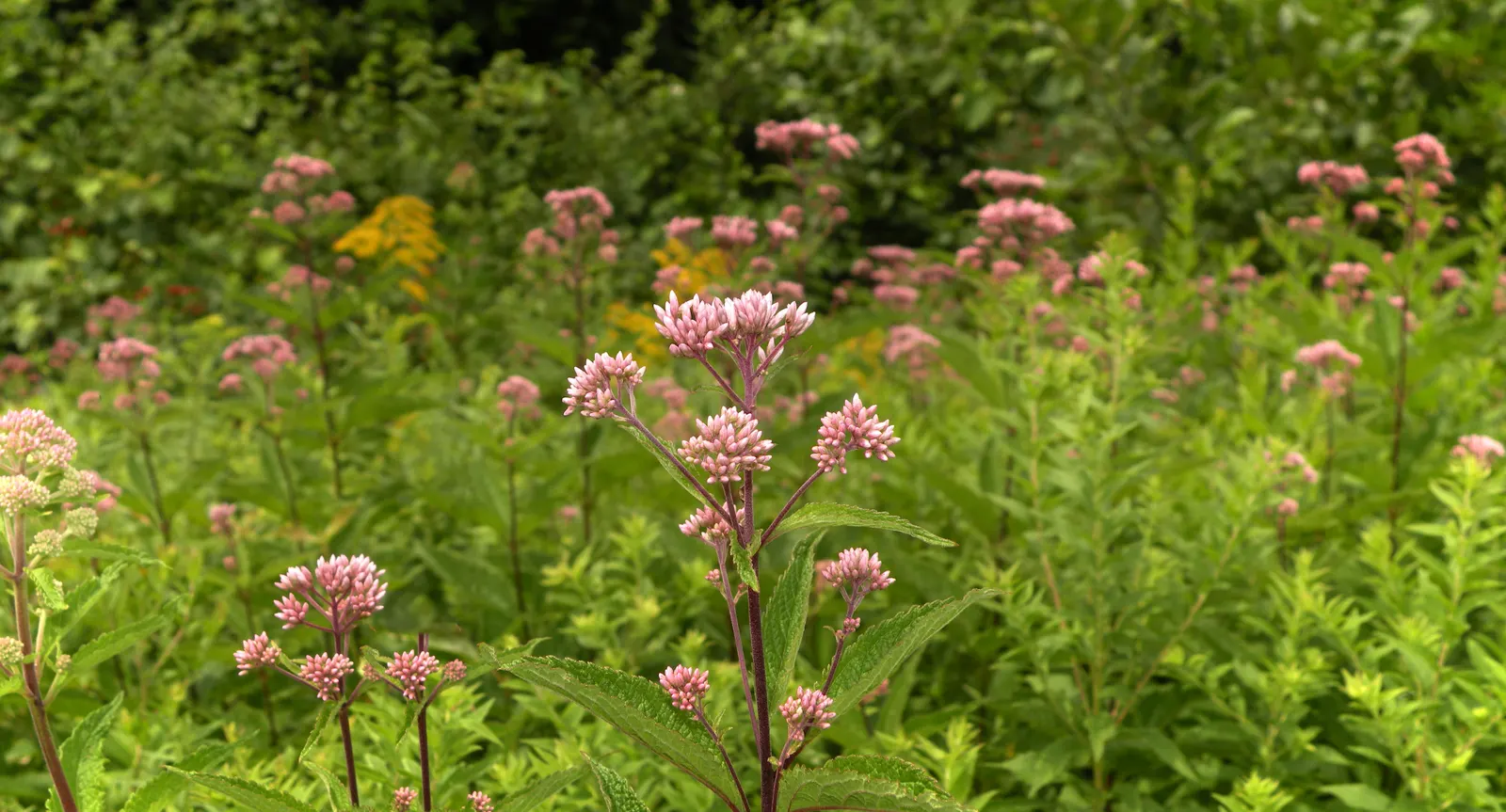 Motherwort (Leonurus Cardiaca) — requiring little care once established beyond occasional watering during extreme drought; be mindful that, image 78