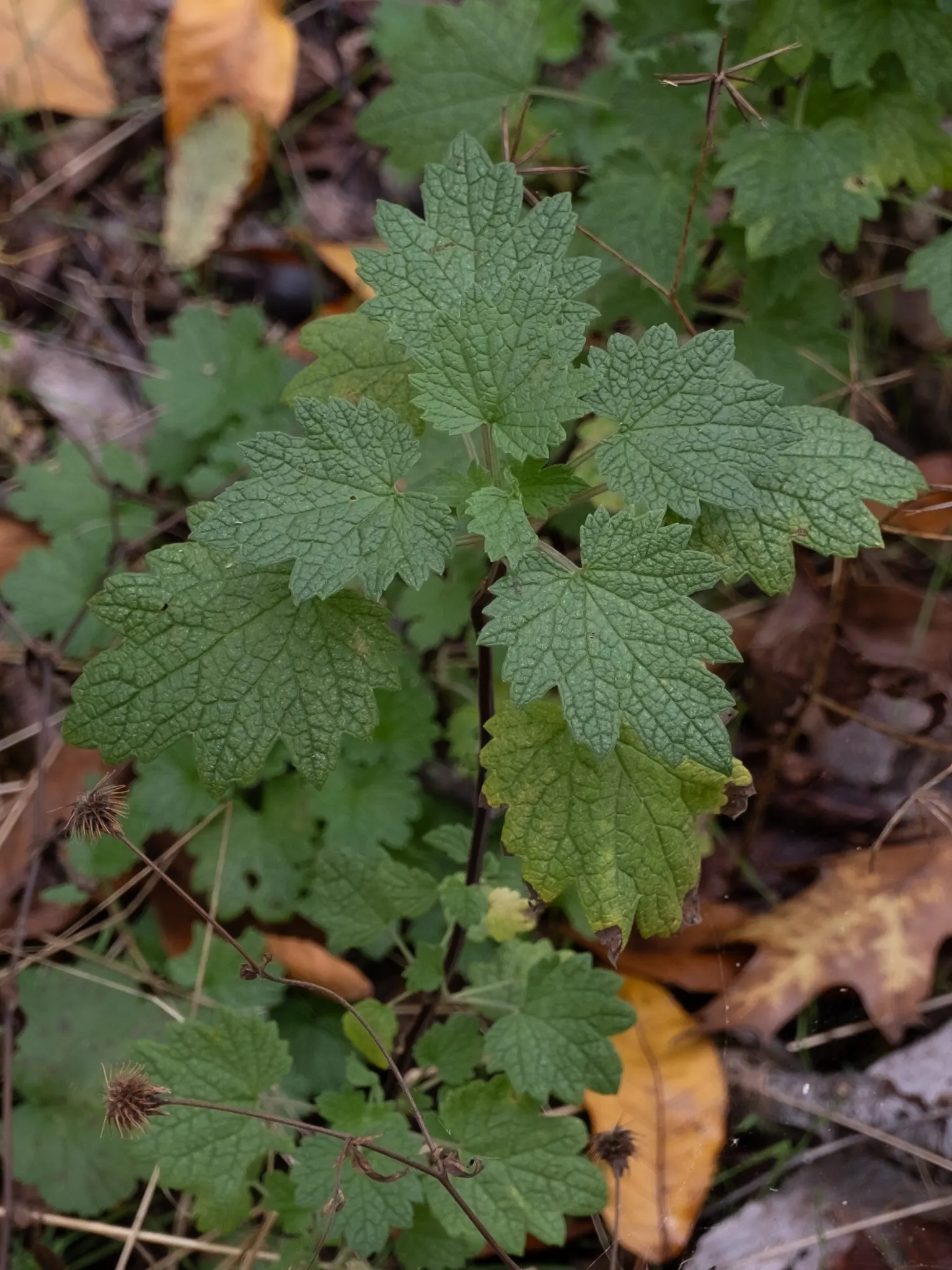 Motherwort (Leonurus Cardiaca) — Motherwort (Leonurus cardiaca) is a perennial herbaceous plant known for its medicinal and ornamental value