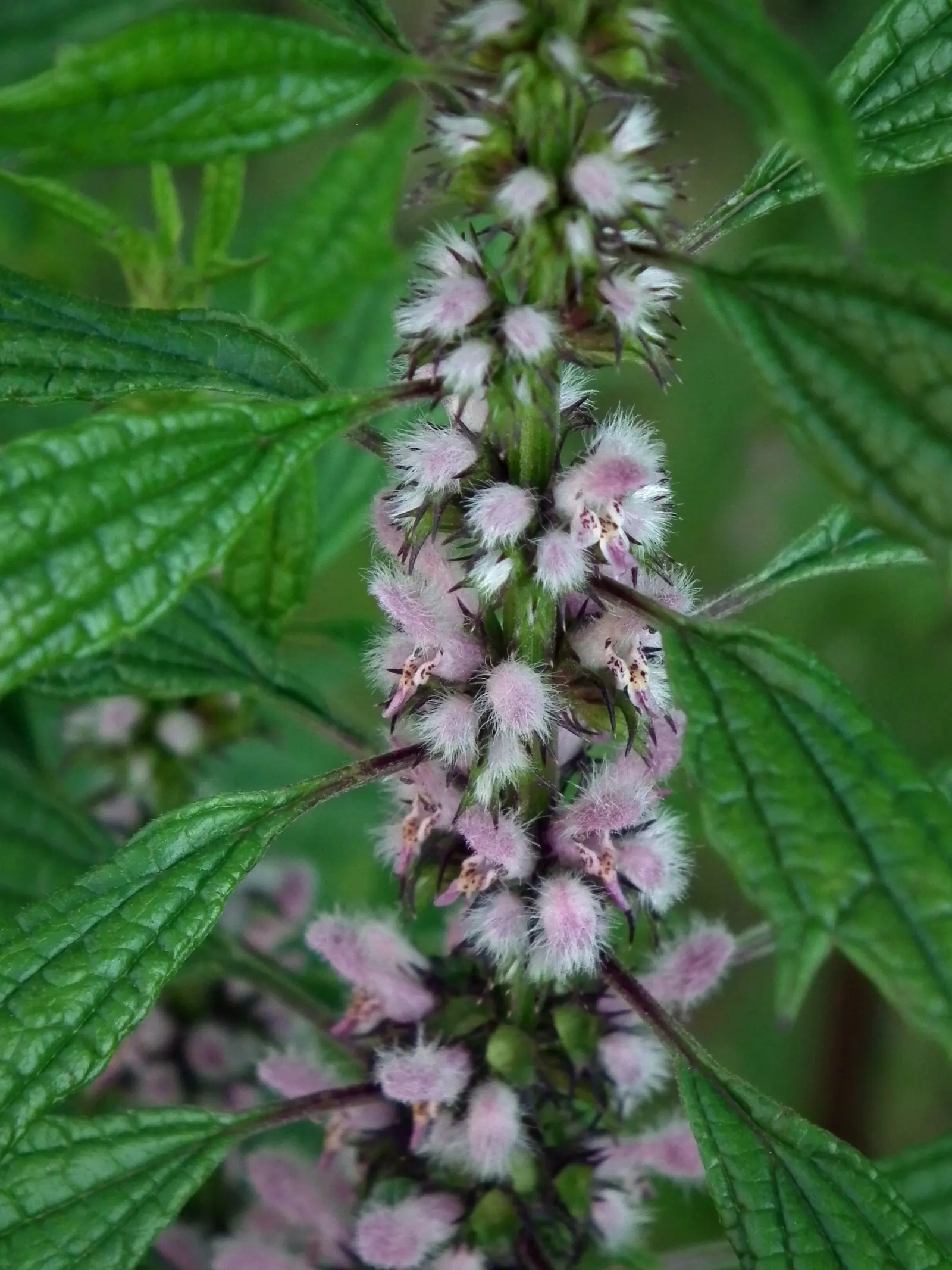 Motherwort (Leonurus Cardiaca) — though it is adaptable to various soil types; particularly for heart-related conditions, image 70