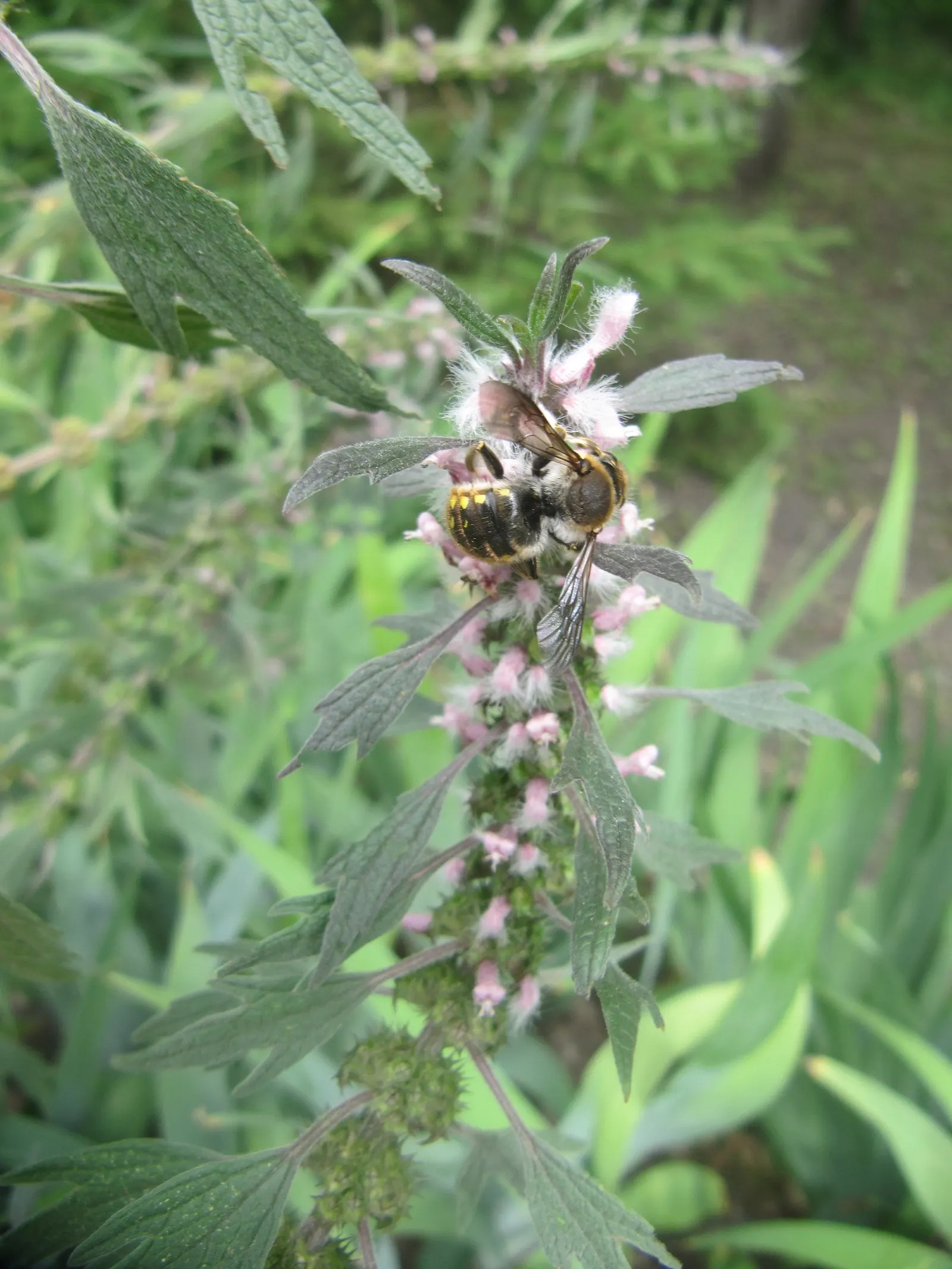Motherwort (Leonurus Cardiaca) — hence its Latin name 'cardiaca'; requiring little care once established beyond occasional watering during extreme drought