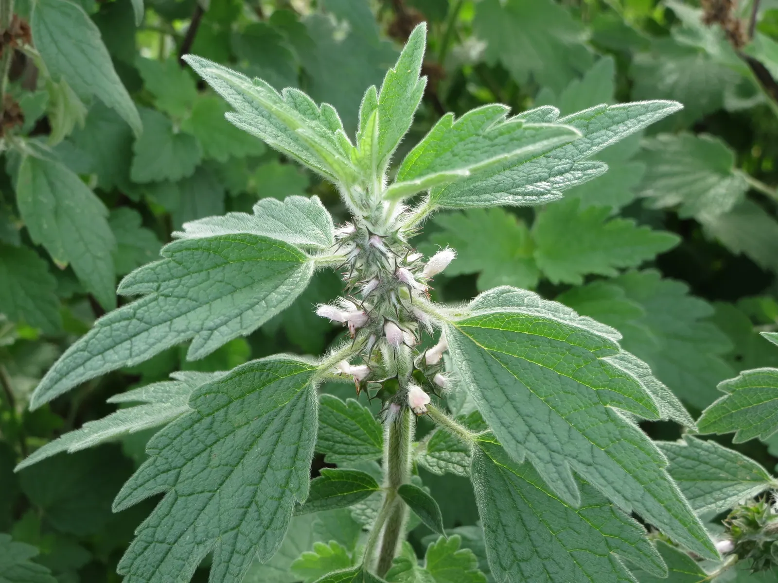 Motherwort (Leonurus Cardiaca) — Ideal for naturalistic or wildlife gardens; reaching up to 5 feet at maturity