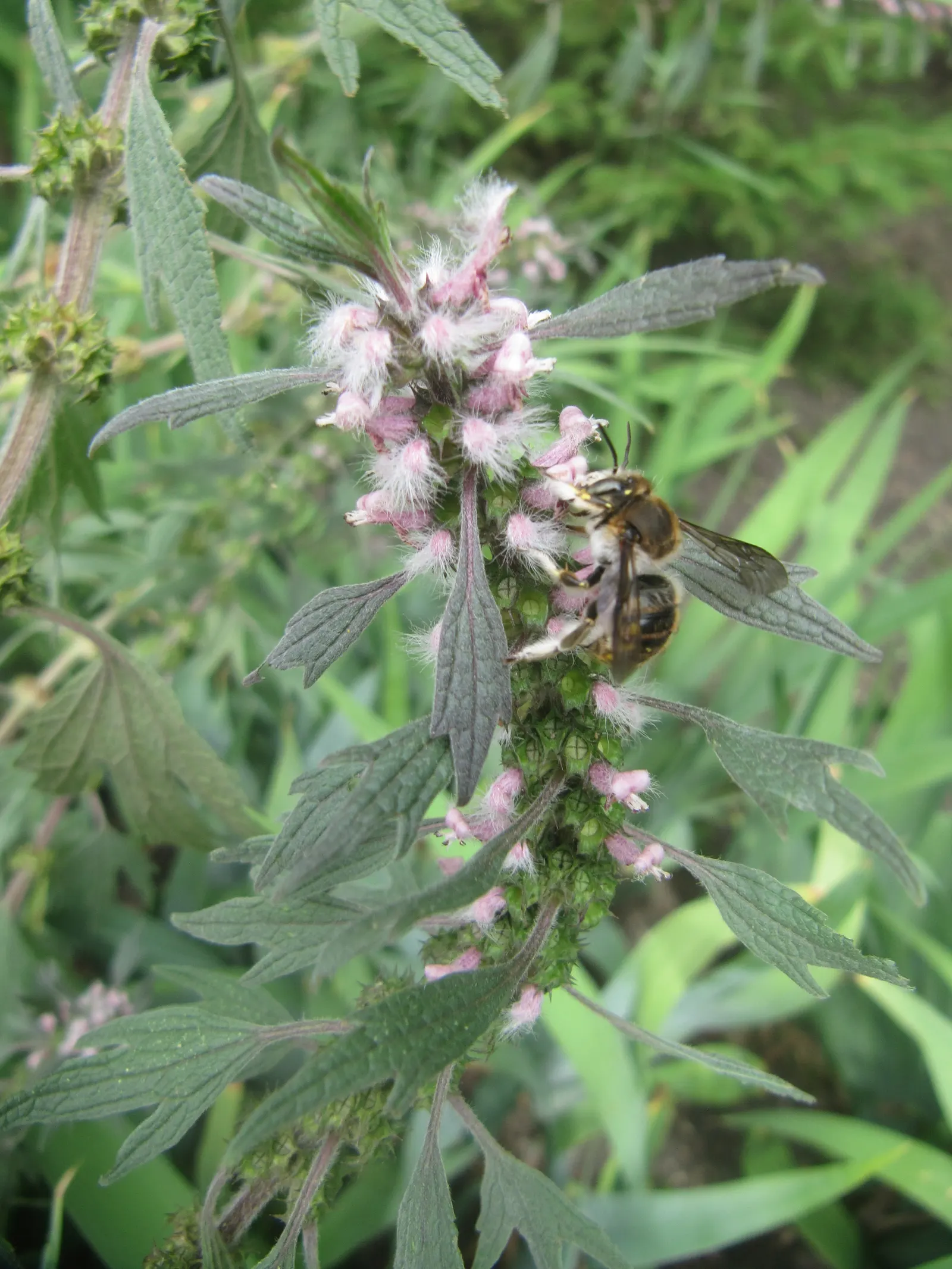 Motherwort (Leonurus Cardiaca) — it can reach a mature height of 2 to 5 feet with a similar spread; thriving in USDA hardiness zones 4 through 8, image 68