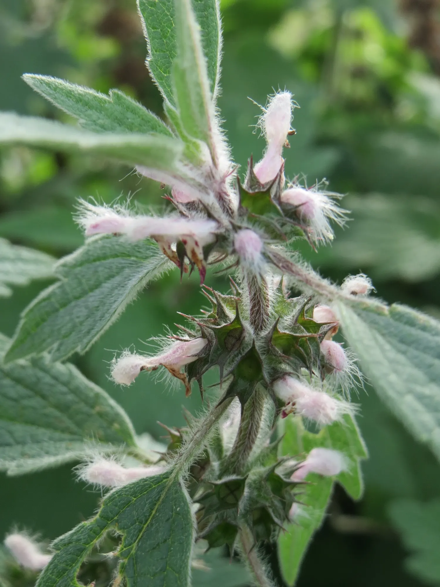 Motherwort (Leonurus Cardiaca) — particularly for heart-related conditions; including clay and loam.<br><br>Flowering occurs from June to August, image 81
