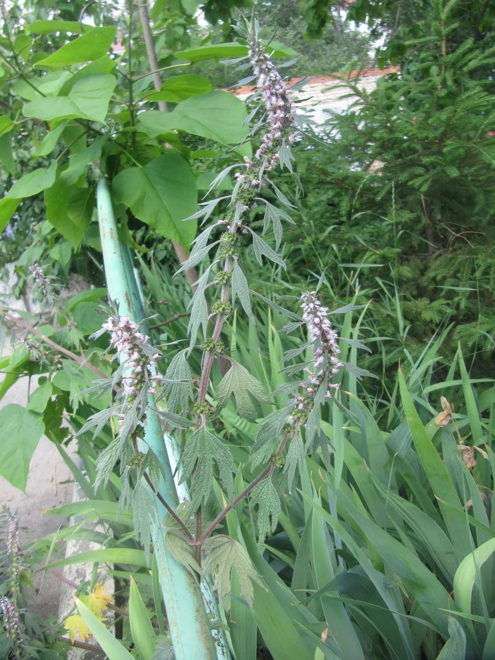 Motherwort (Leonurus Cardiaca) — reaching up to 5 feet at maturity; its serrated leaves are 2 to 3 inches long, adding texture to the garden, image 61
