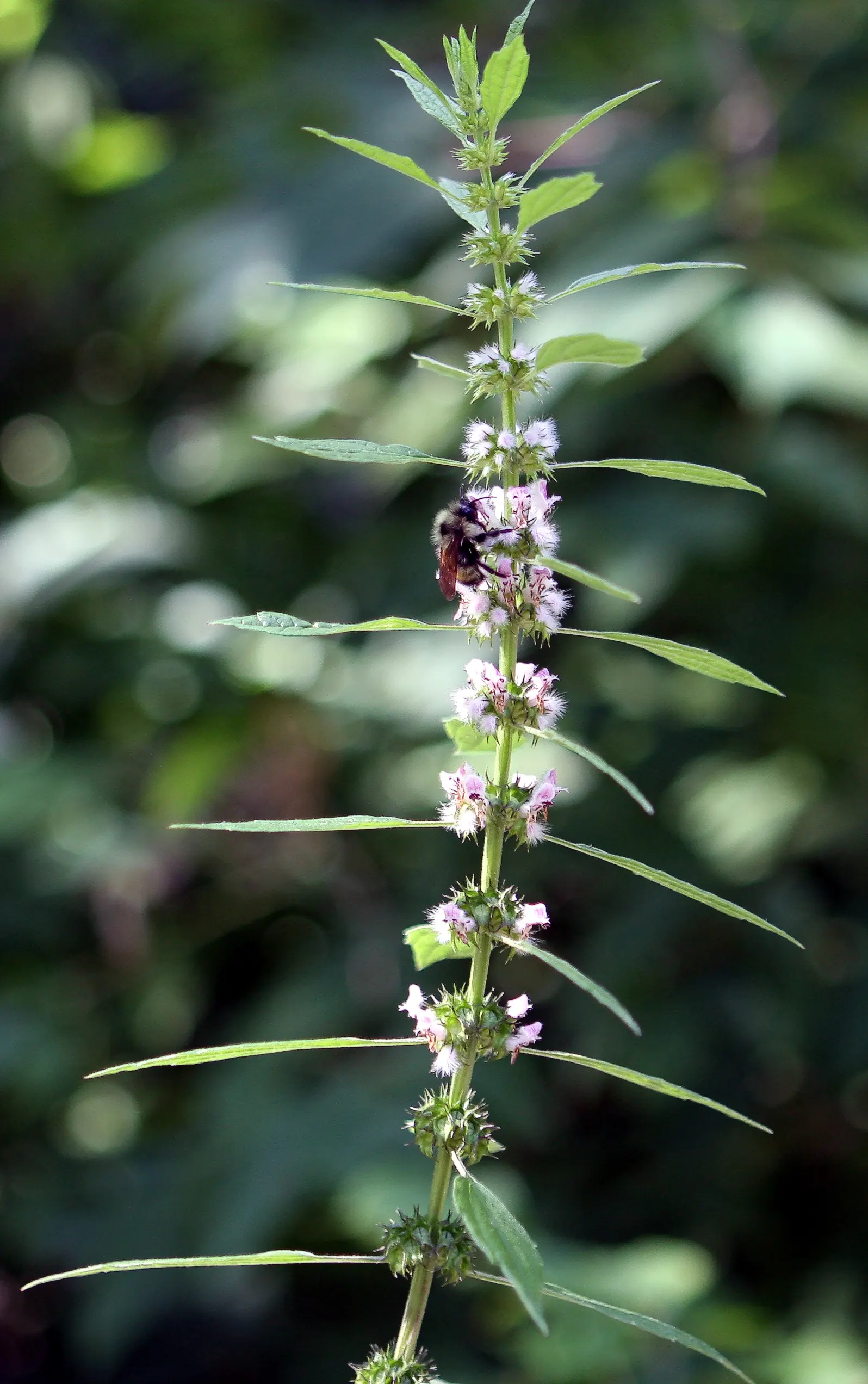 Motherwort (Leonurus Cardiaca) — Motherwort is a fascinating addition to the sustainable garden