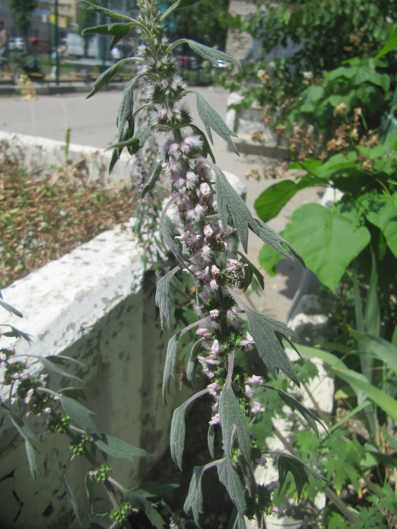 Motherwort (Leonurus Cardiaca) — Motherwort serves well as a background plant in perennial borders or in naturalized areas; herb / perennial for full