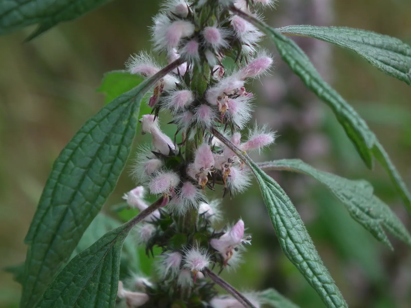 Motherwort (Leonurus Cardiaca) — This hardy plant features lobed leaves and pink to lilac flowers on tall stalks; this plant prefers a sunny to, image 60