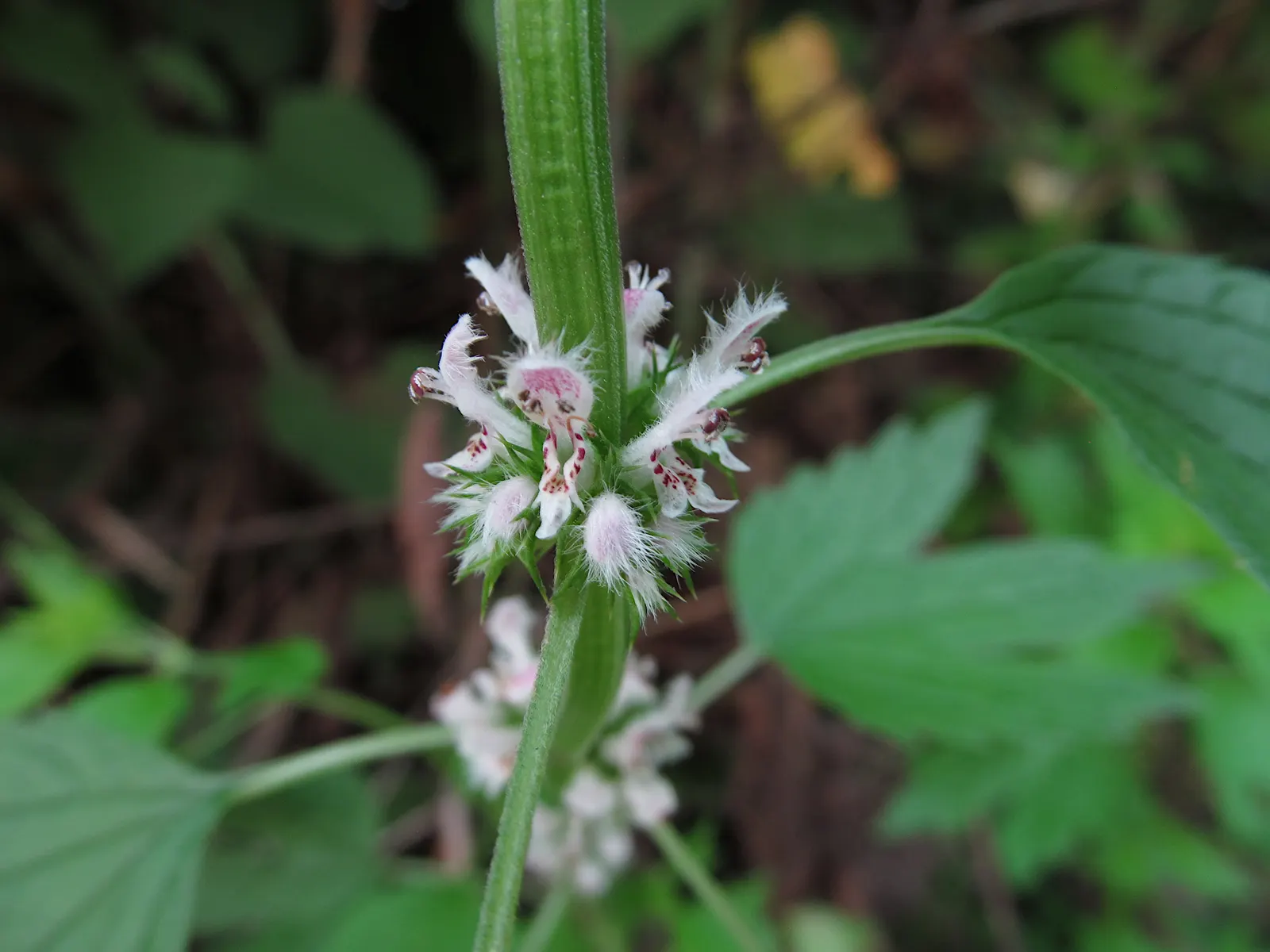 Motherwort (Leonurus Cardiaca) — Its serrated leaves are 2 to 3 inches long, adding texture to the garden