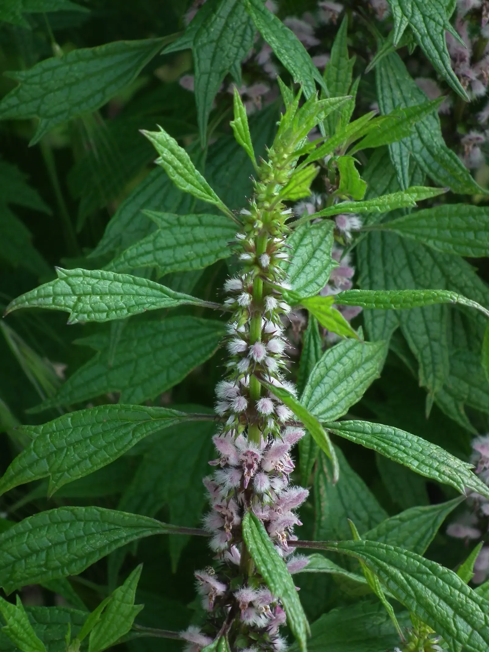 Motherwort (Leonurus Cardiaca) — Its serrated leaves are 2 to 3 inches long, adding texture to the garden; motherwort (Leonurus cardiaca) is a, image 76