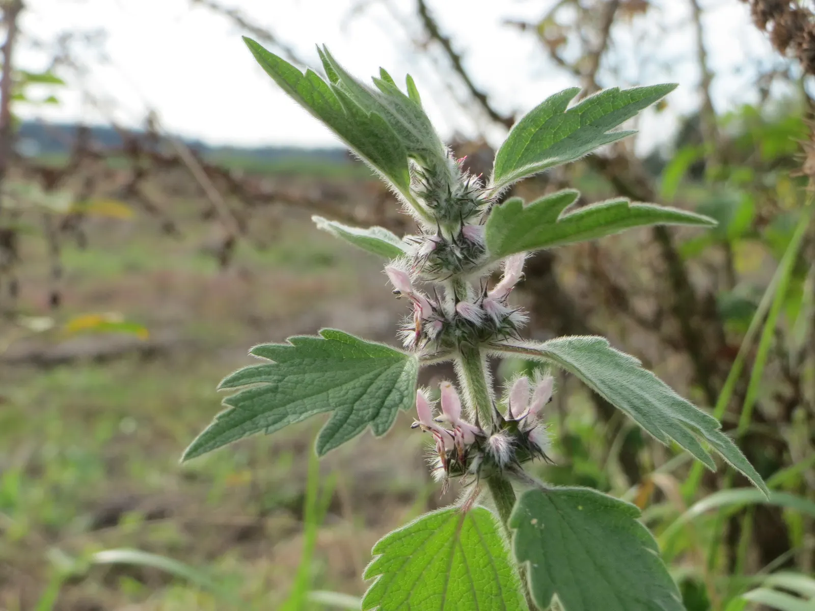 Motherwort (Leonurus Cardiaca) — Ideal for naturalistic or wildlife gardens