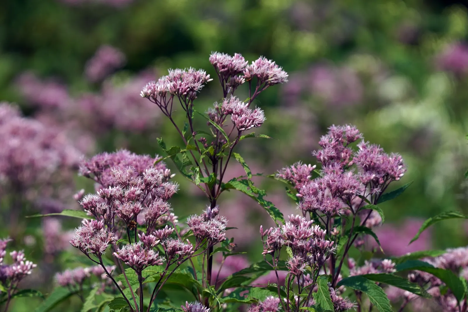 Motherwort (Leonurus Cardiaca) — including clay and loam.<br><br>Flowering occurs from June to August