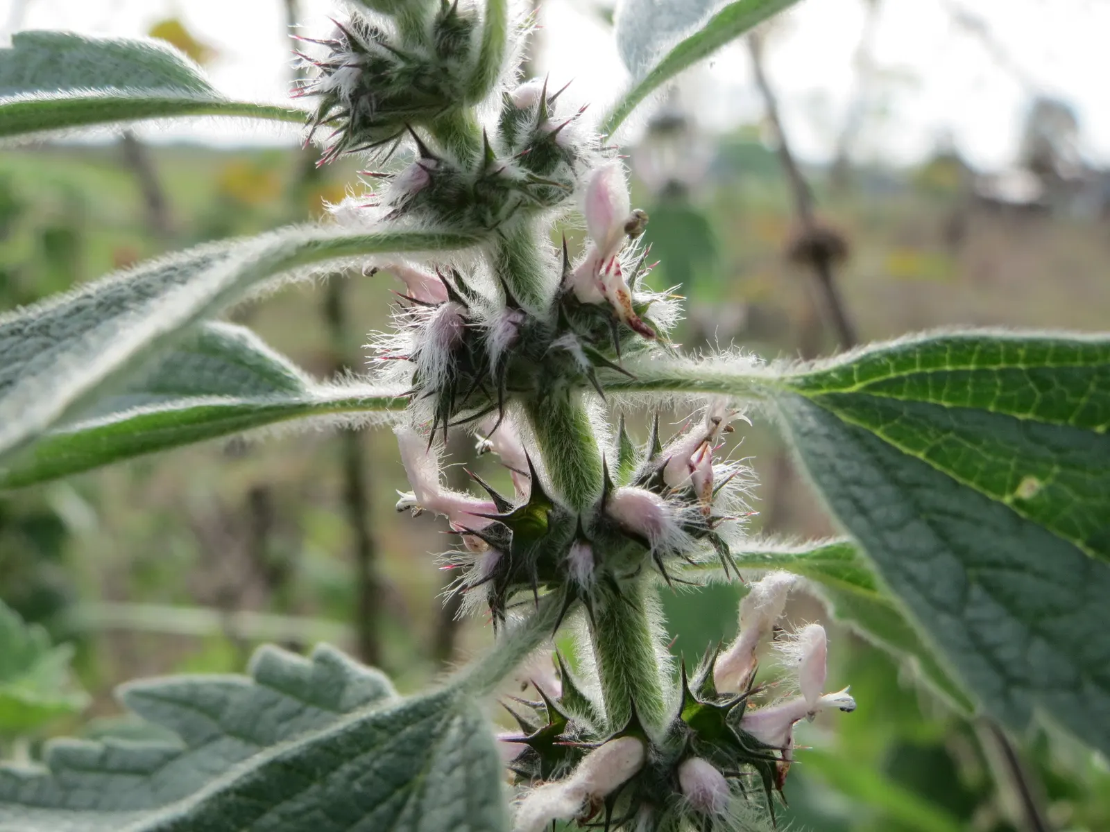 Motherwort (Leonurus Cardiaca) — Motherwort (Leonurus cardiaca) is a herbaceous perennial valued for its medicinal properties; it thrives in USDA, image 88