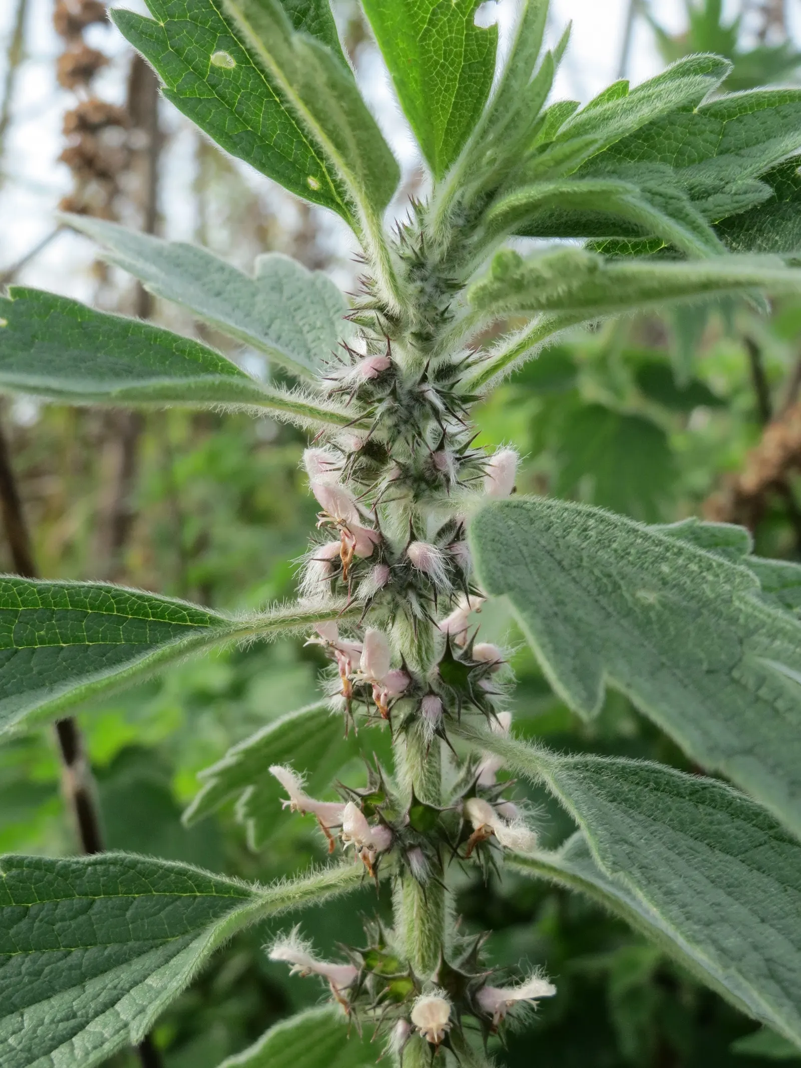 Motherwort (Leonurus Cardiaca) — This hardy plant features lobed leaves and pink to lilac flowers on tall stalks; this plant prefers a sunny to partly shaded