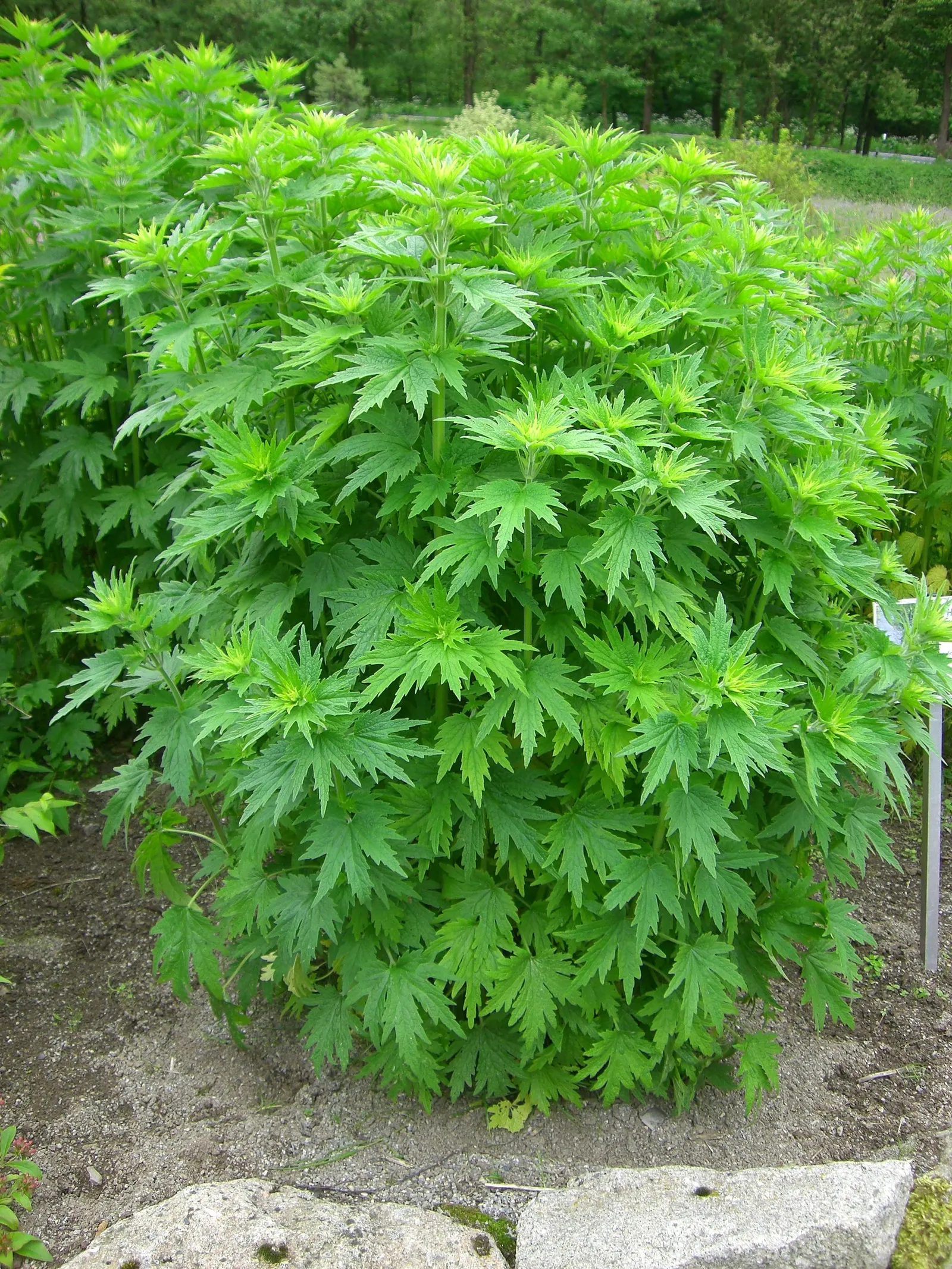 Motherwort (Leonurus Cardiaca) — it can reach a mature height of 2 to 5 feet with a similar spread