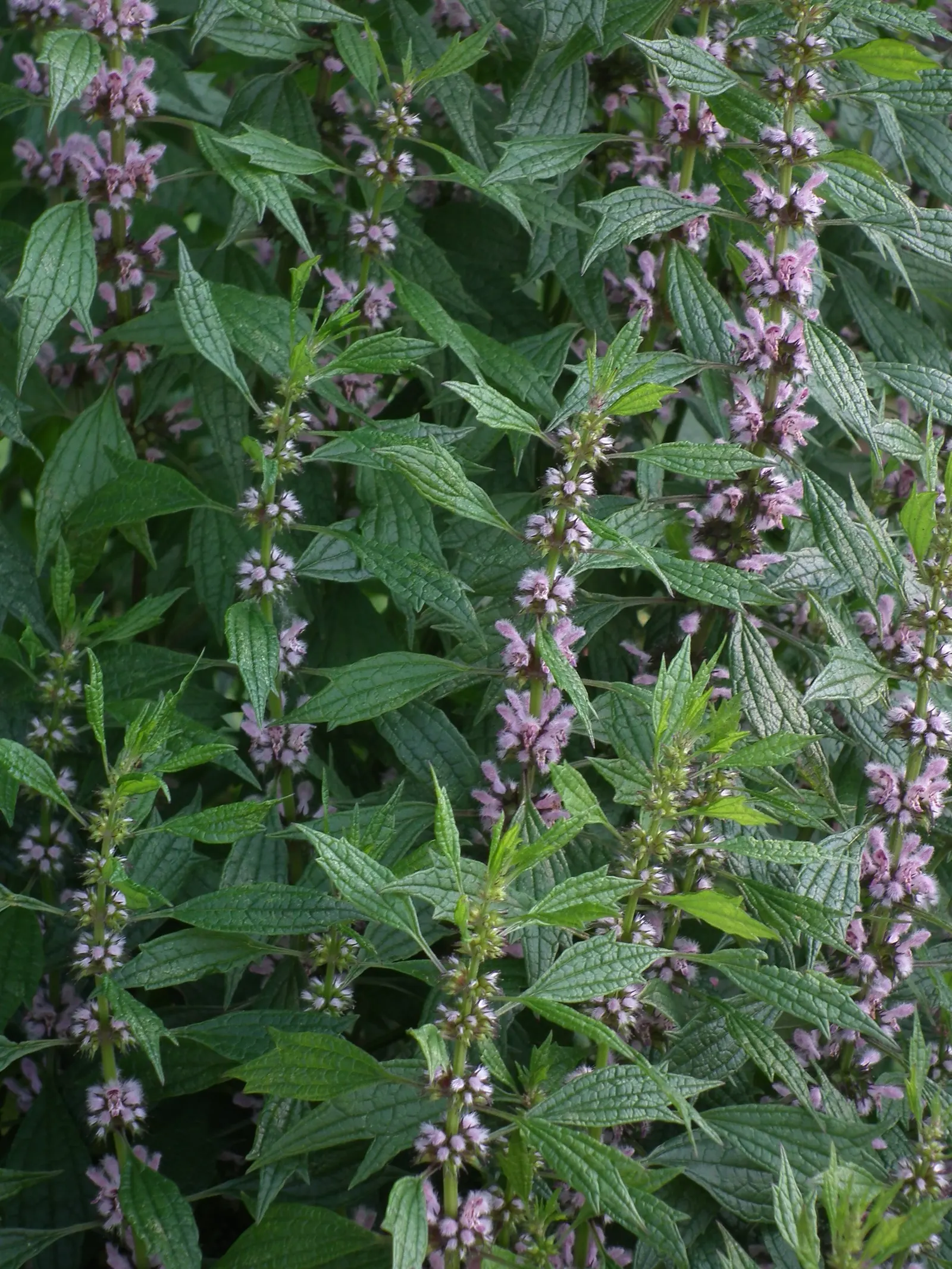 Motherwort (Leonurus Cardiaca) — treasured for its heart-shaped leaves and whorls of pink to lilac flowers; hence its Latin name 'cardiaca', image 66