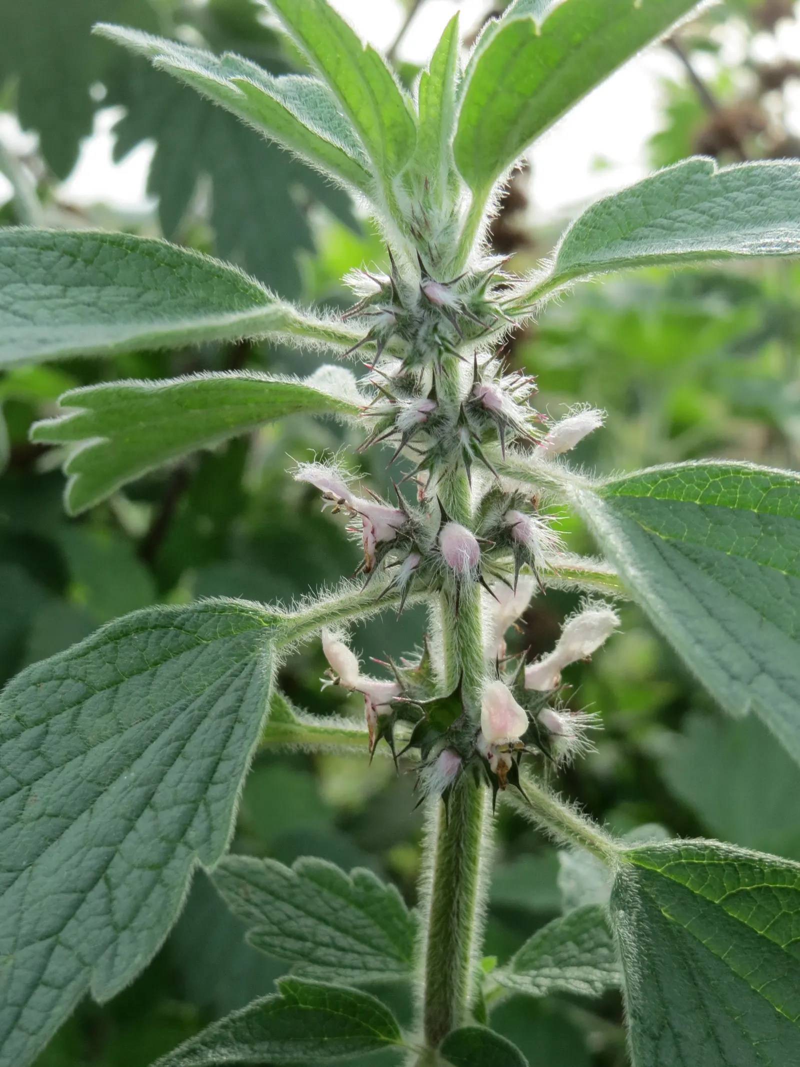 Motherwort (Leonurus Cardiaca) — This plant prefers a sunny to partly shaded location with well-drained soil