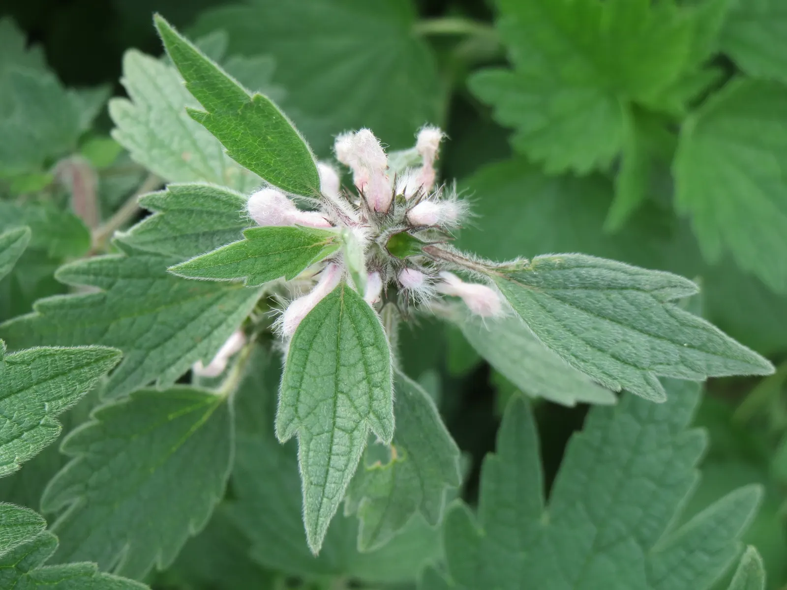 Motherwort (Leonurus Cardiaca) — This plant prefers a sunny to partly shaded location with well-drained soil; motherwort has a tendency to self-seed
