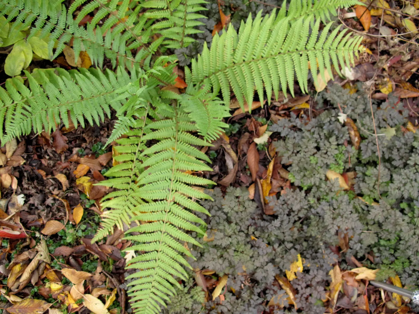 King Of The Male Fern (Dryopteris Affinis 'Cristata The King') — Dryopteris affinis 'Cristata the King,' a regal fern with crested