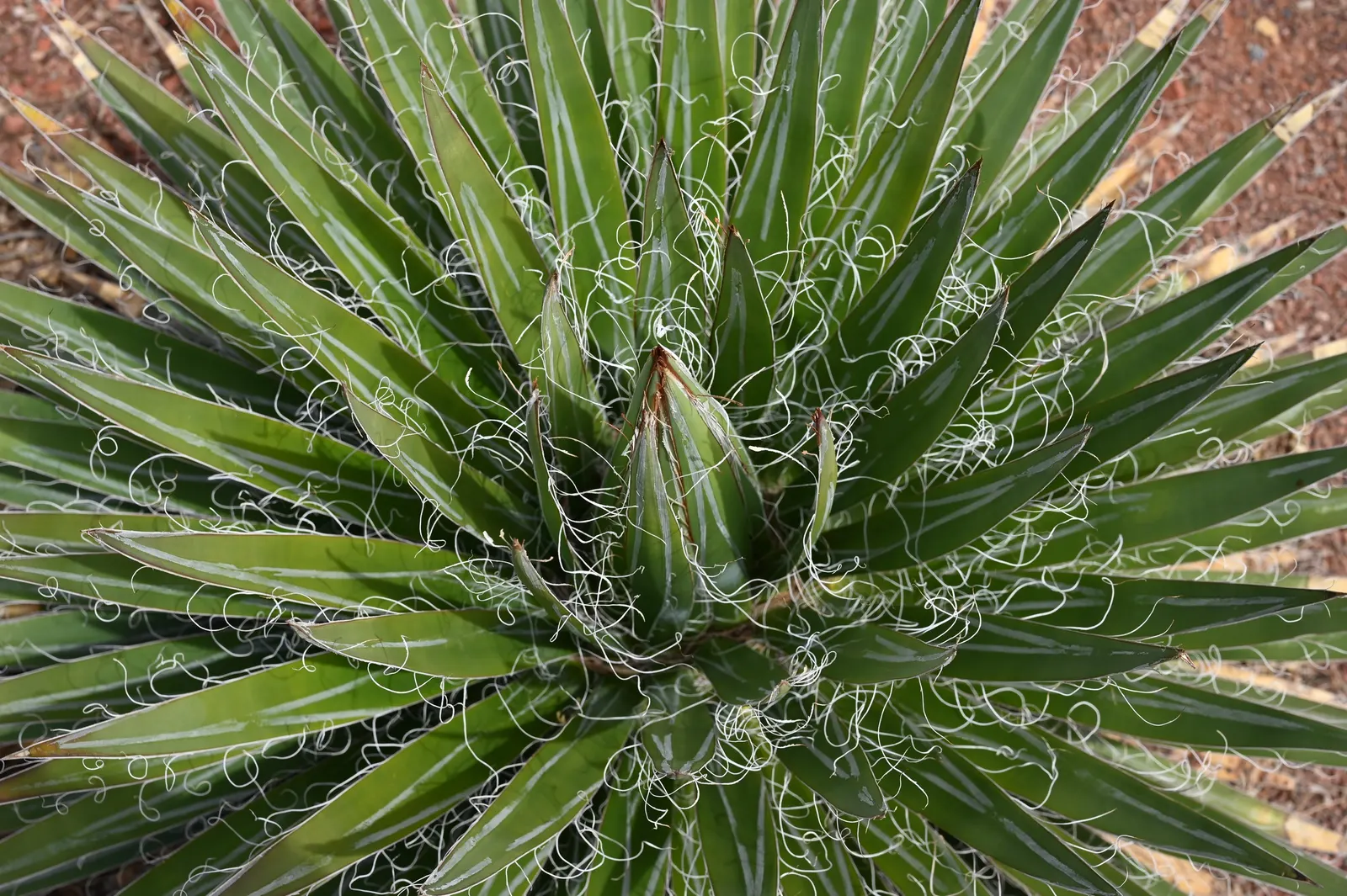 Durango Delight Agave (Agave Schidigera Durango Delight ™) — The Durango Delight Agave (Agave schidigera 'Durango Delight') is a compact
