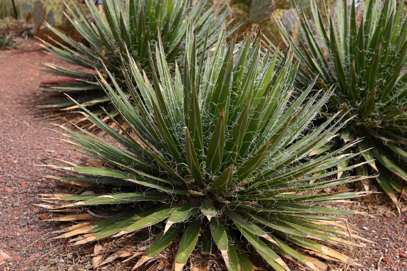 Durango Delight Agave (Agave Schidigera Durango Delight ™) — Notable for its striking, filament-fringed leaves that showcase a variegated cream and green