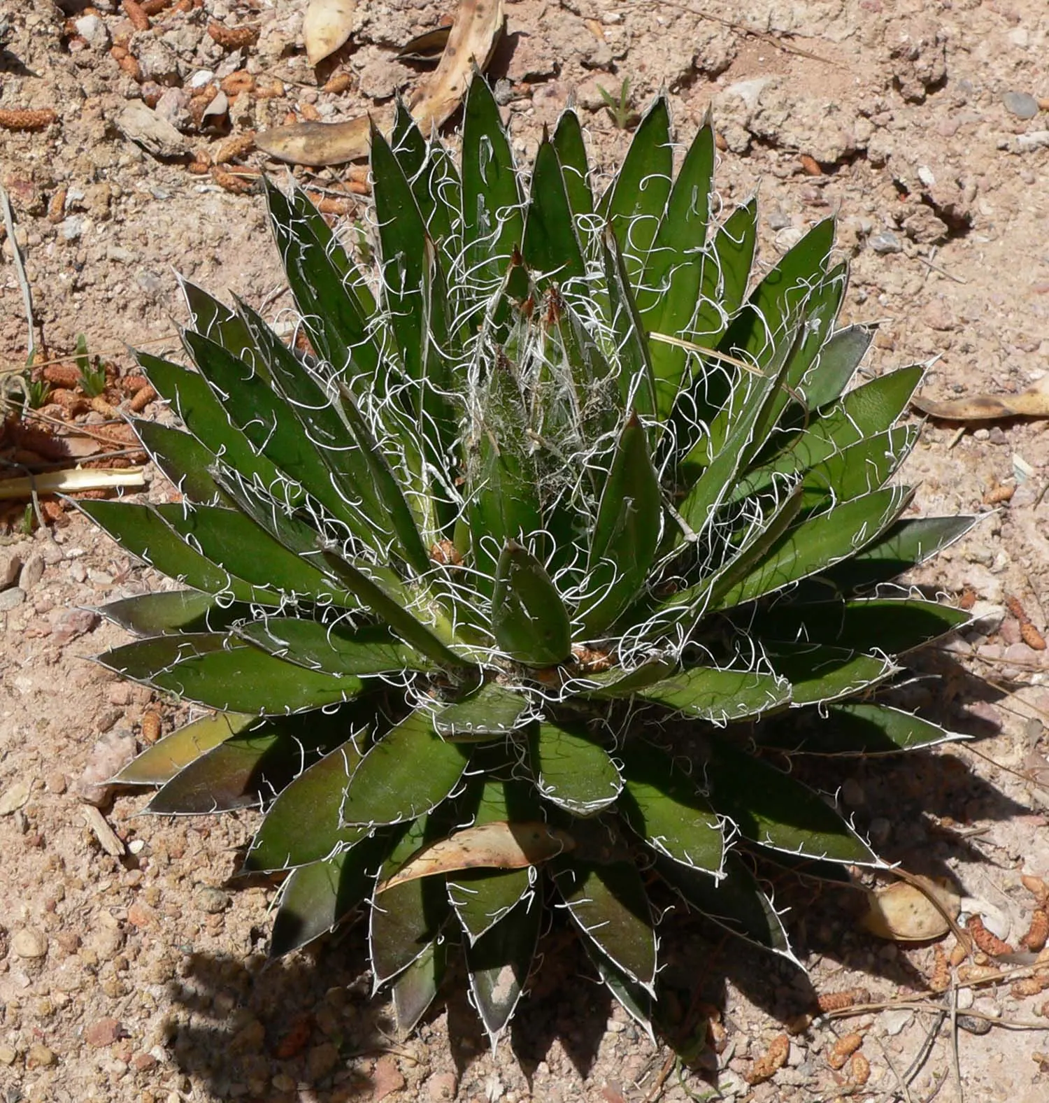 Durango Delight Agave (Agave Schidigera Durango Delight ™) — Drought-tolerant and requiring well-draining soil, it's perfect for xeriscaping