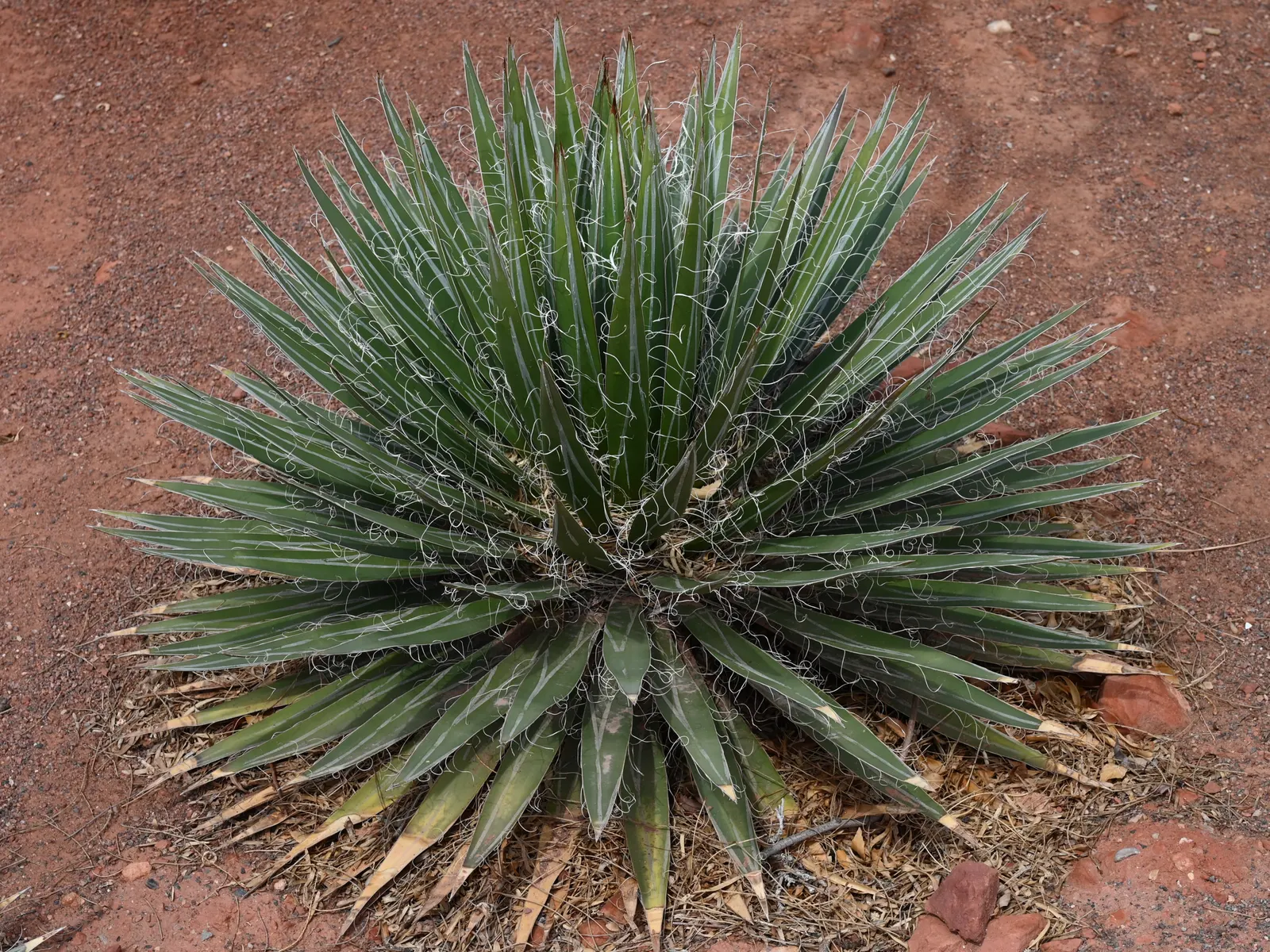 Durango Delight Agave (Agave Schidigera Durango Delight ™) — ornamental succulent with rosettes reaching up to 2 feet in diameter
