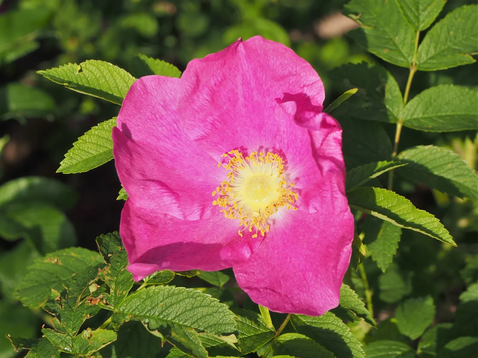 Rugosa Rose (Rosa Rugosa) — which commonly measure 3 to 4 inches across; making it a versatile choice for diverse landscape designs, image 82