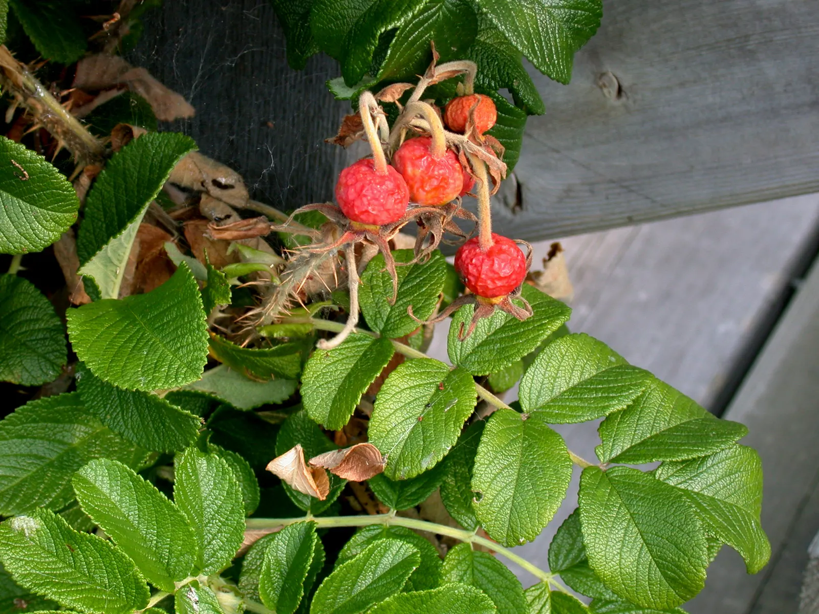 Rugosa Rose (Rosa Rugosa) — contrasting sharply with the vibrant blooms