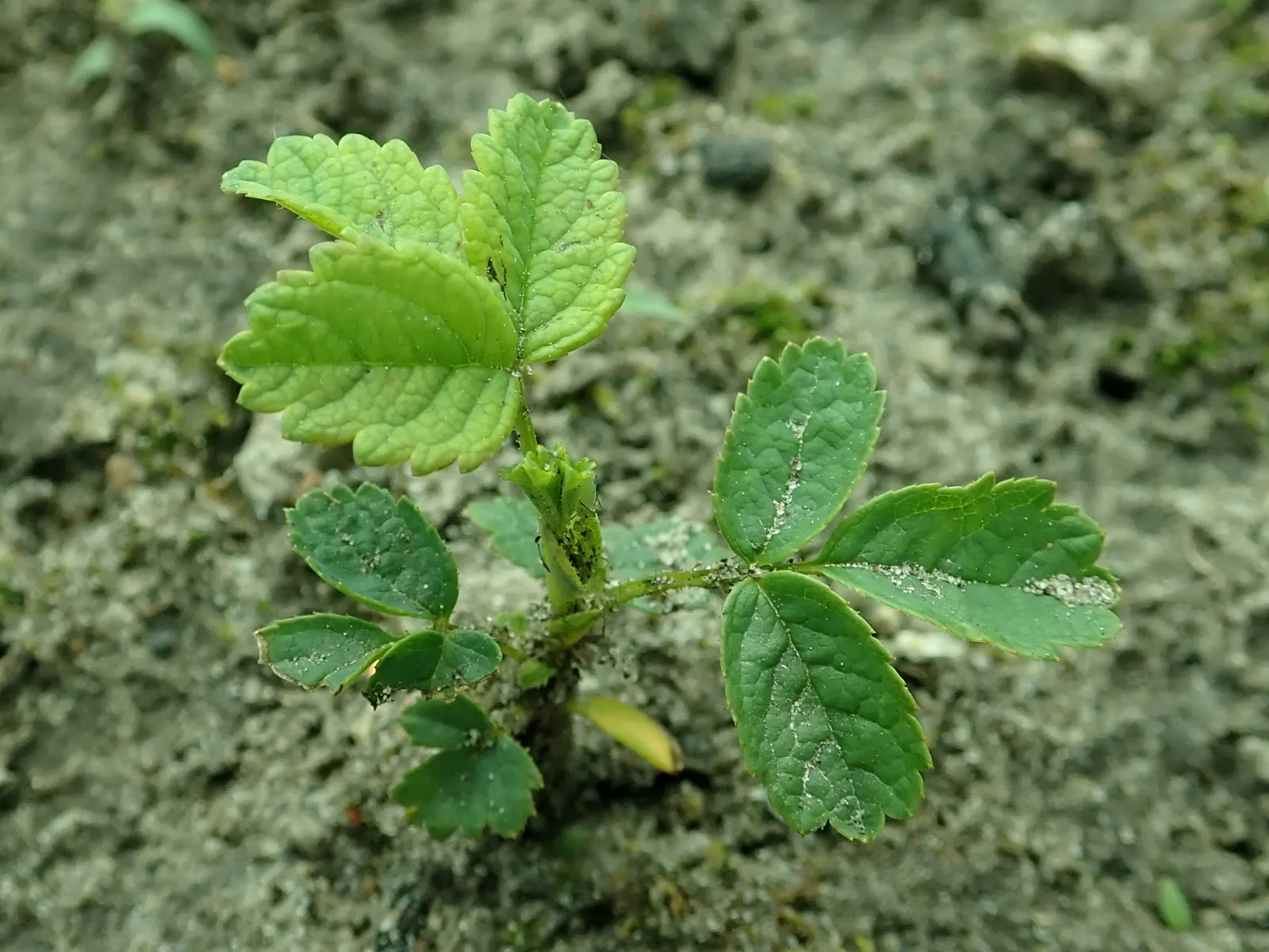 Rugosa Rose (Rosa Rugosa) — or a traditional rose garden